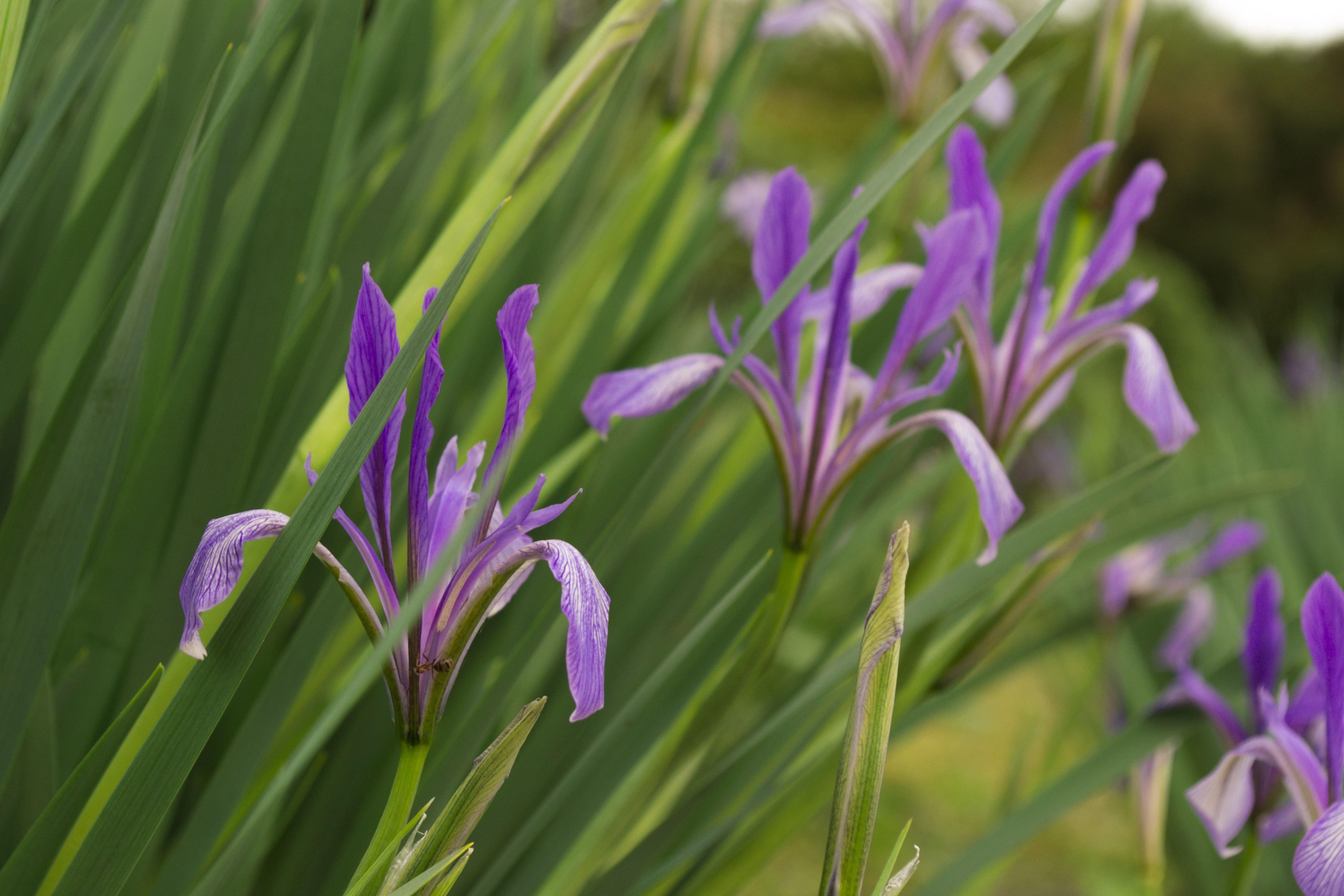 flowers, hot spring, herbarium, 4K, plants, HD Wallpaper