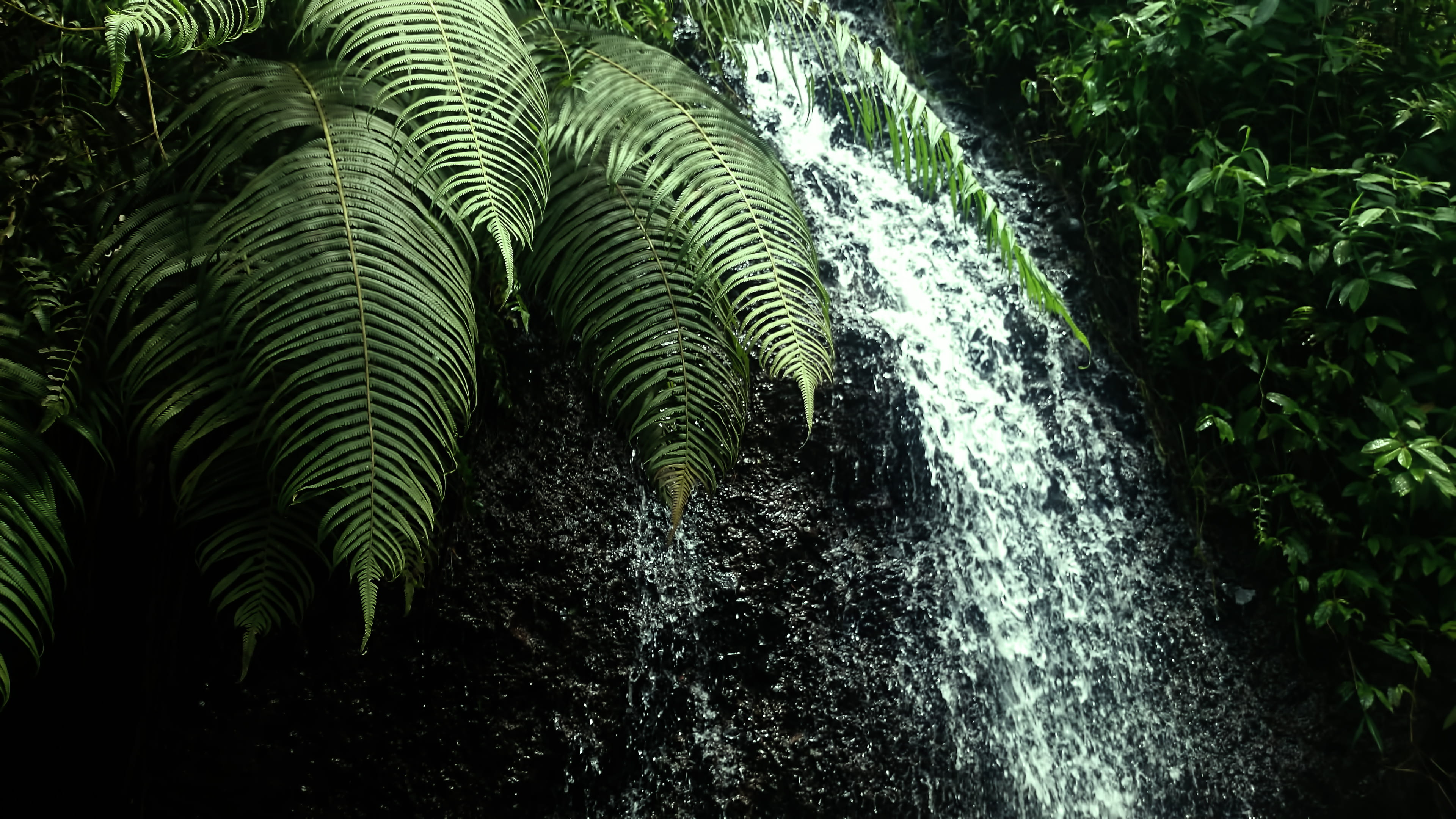 tranquility, forest, day, 4K, beauty in nature, jepara regency, jepara, scenics - nature, foliage, zen, waterfall, outdoors, land, fern, leaf, green color, HD Wallpaper
