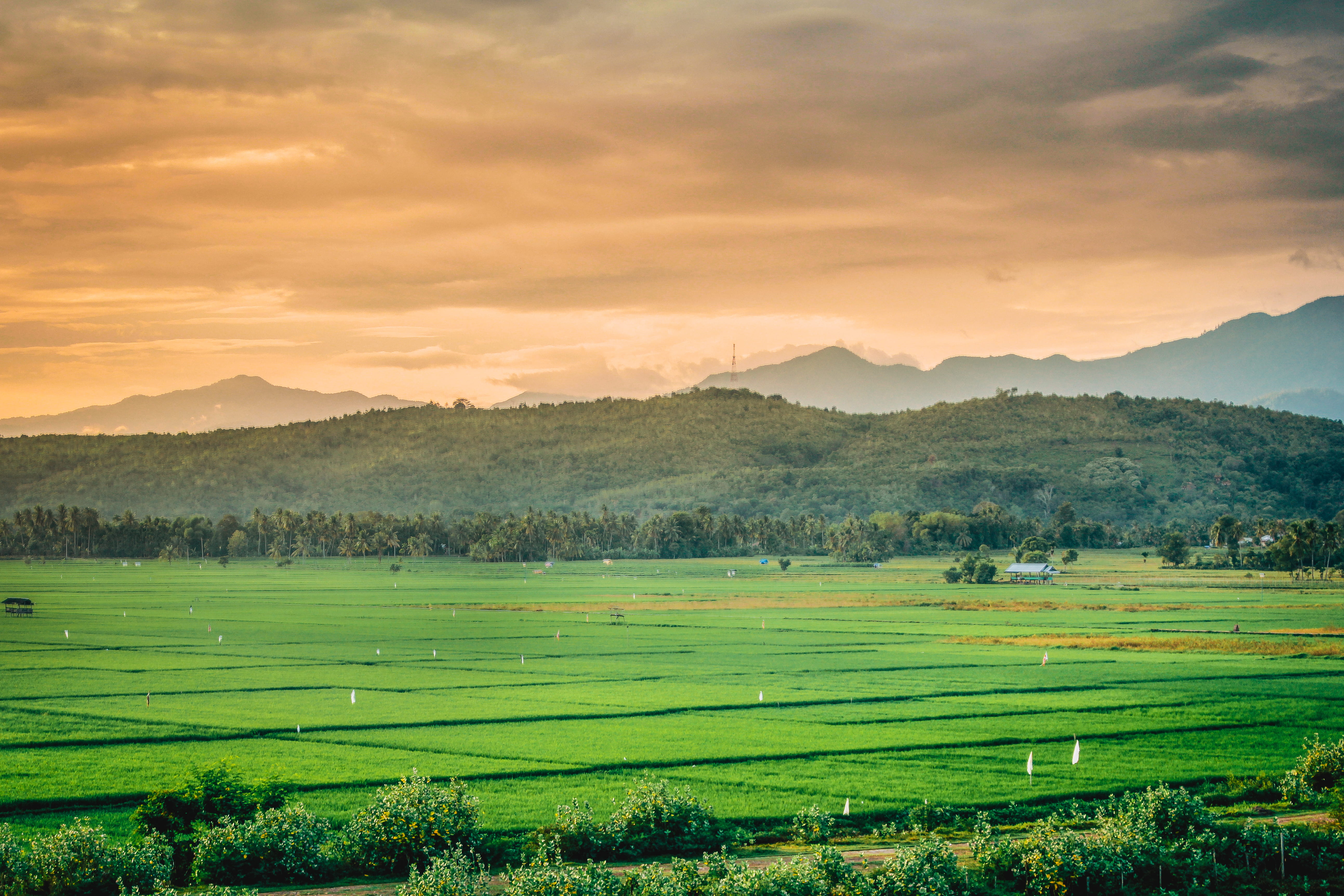 grassland, land, environment, farm, green color, scenery, indonesia, fields, paddy field, countryside, green, outdoors, plant, sky, tea crop, tranquility, HD Wallpaper