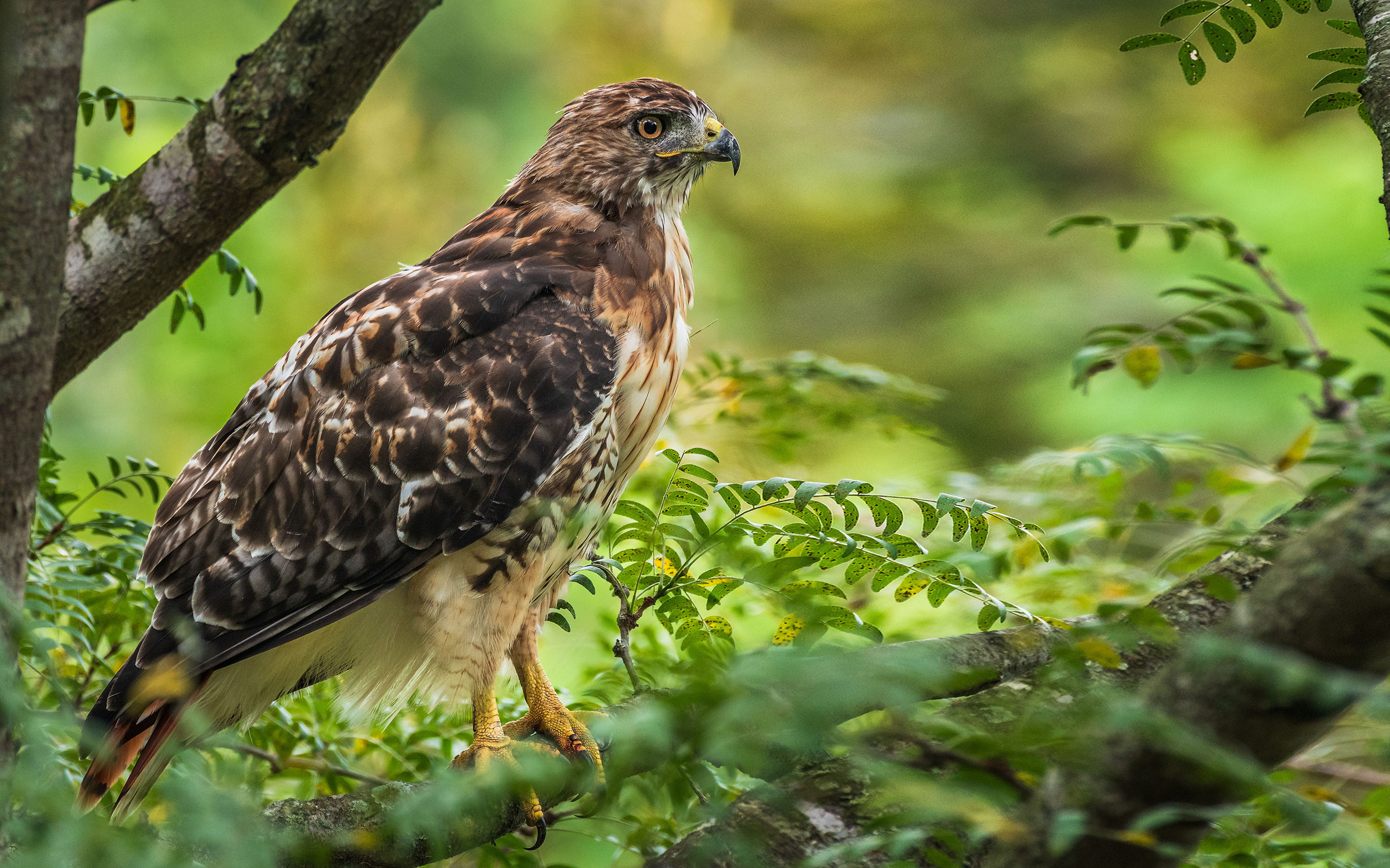 tv, eagle, 4K, tablet, no people, profile view, ultra, nature, animal wildlife, prey, mobile, tree, selective focus, hawk, phones, bird, branch, green color, HD Wallpaper