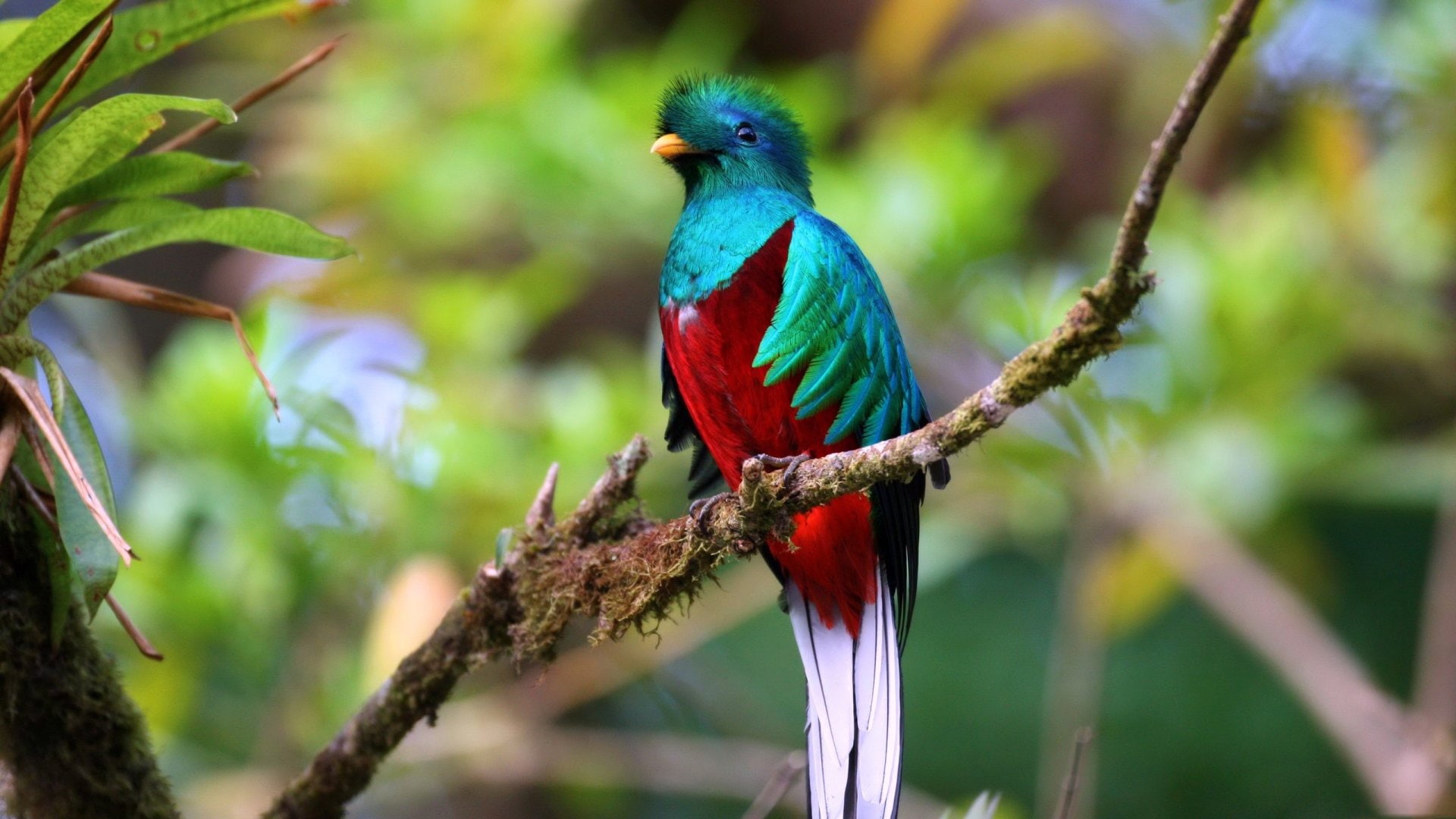 Birds, 1080P, Bird, Quetzal Of Guatemala, HD Wallpaper