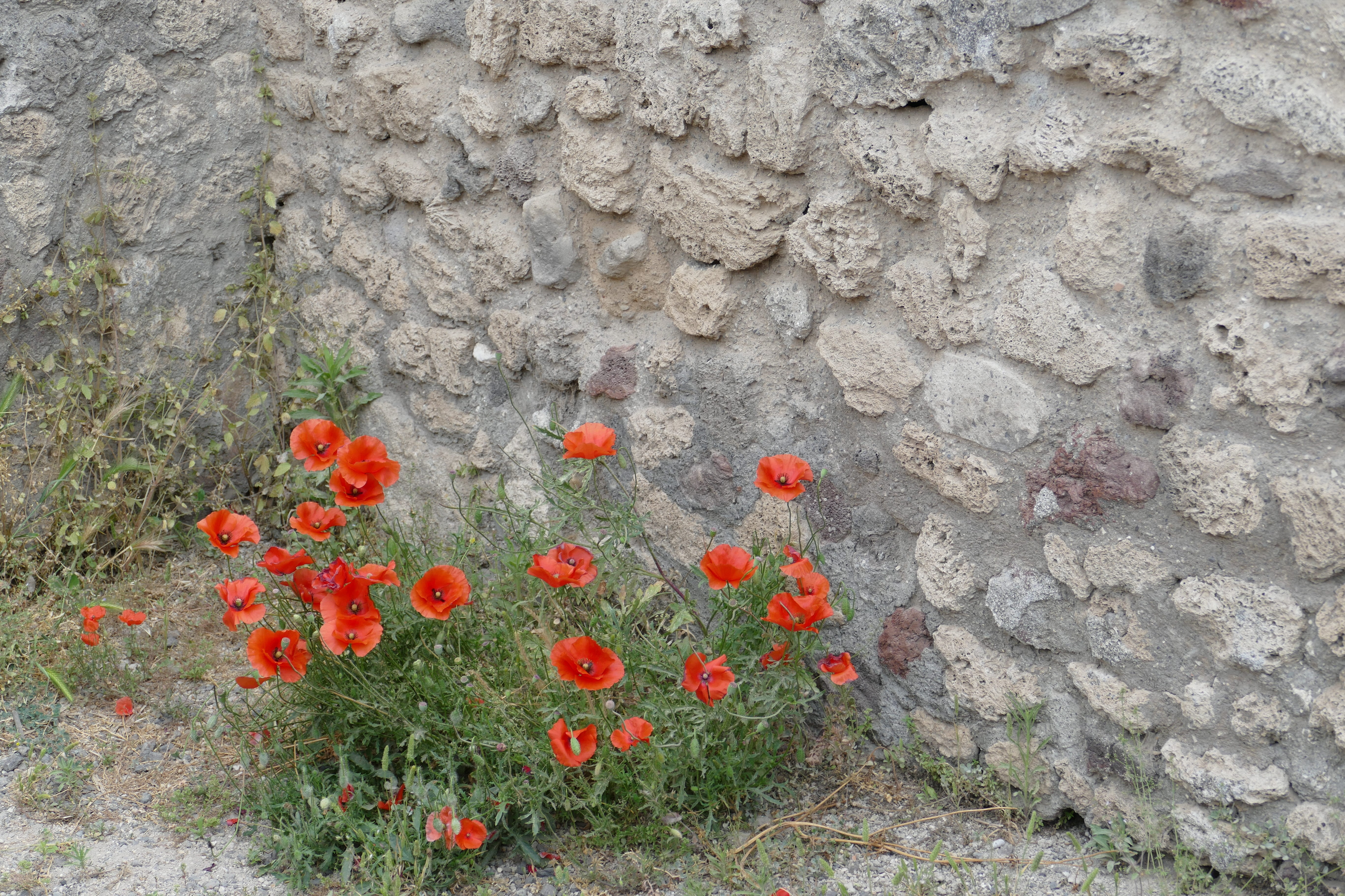 fragility, wall, vesuvius, naples, roman, built structure, unesco, world heritage, poppy, plant, stone wall, flowering plant, orange, archaeology, 5K, HD Wallpaper
