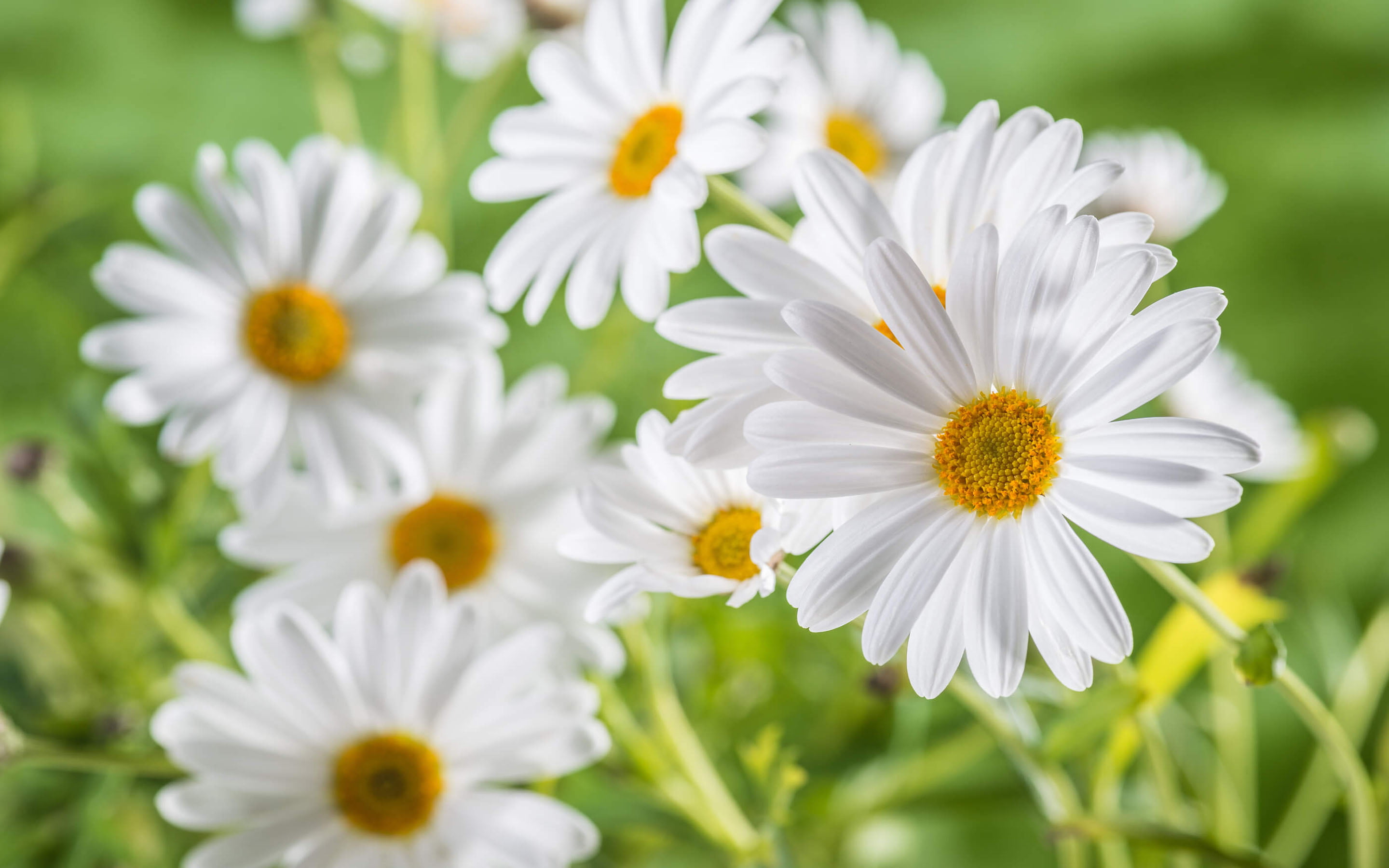 fragility, freshness, known, close-up, no people, nature, asteraceae, growth, flower, flower head, day, plant, photo, white color, vulnerability, daisies, HD Wallpaper