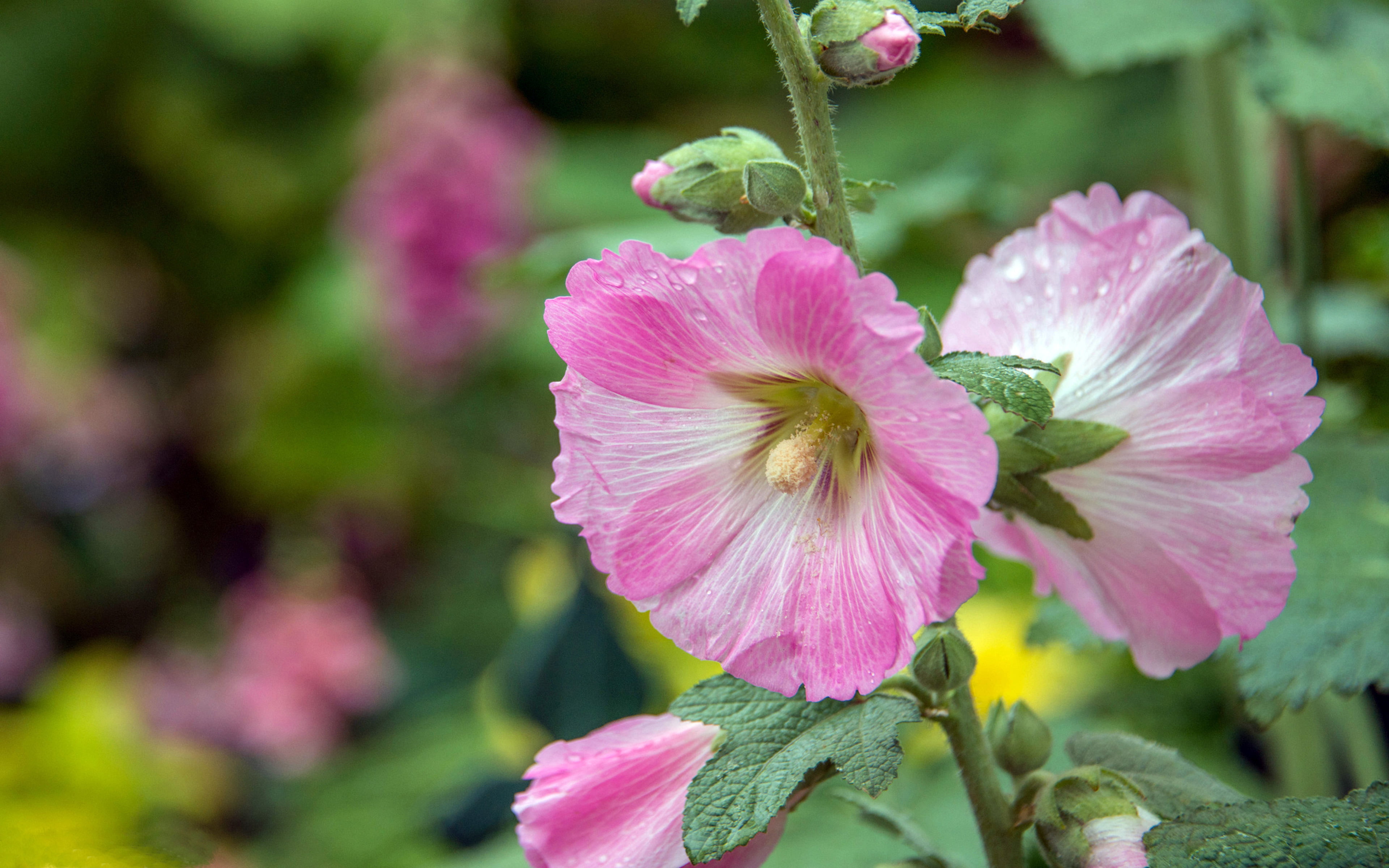 no people, flowering, fragility, flowering plant, malvaceae, 4K, freshness, commonly, plant, inflorescence, dew, vulnerability, petal, nature, selective focus, HD Wallpaper