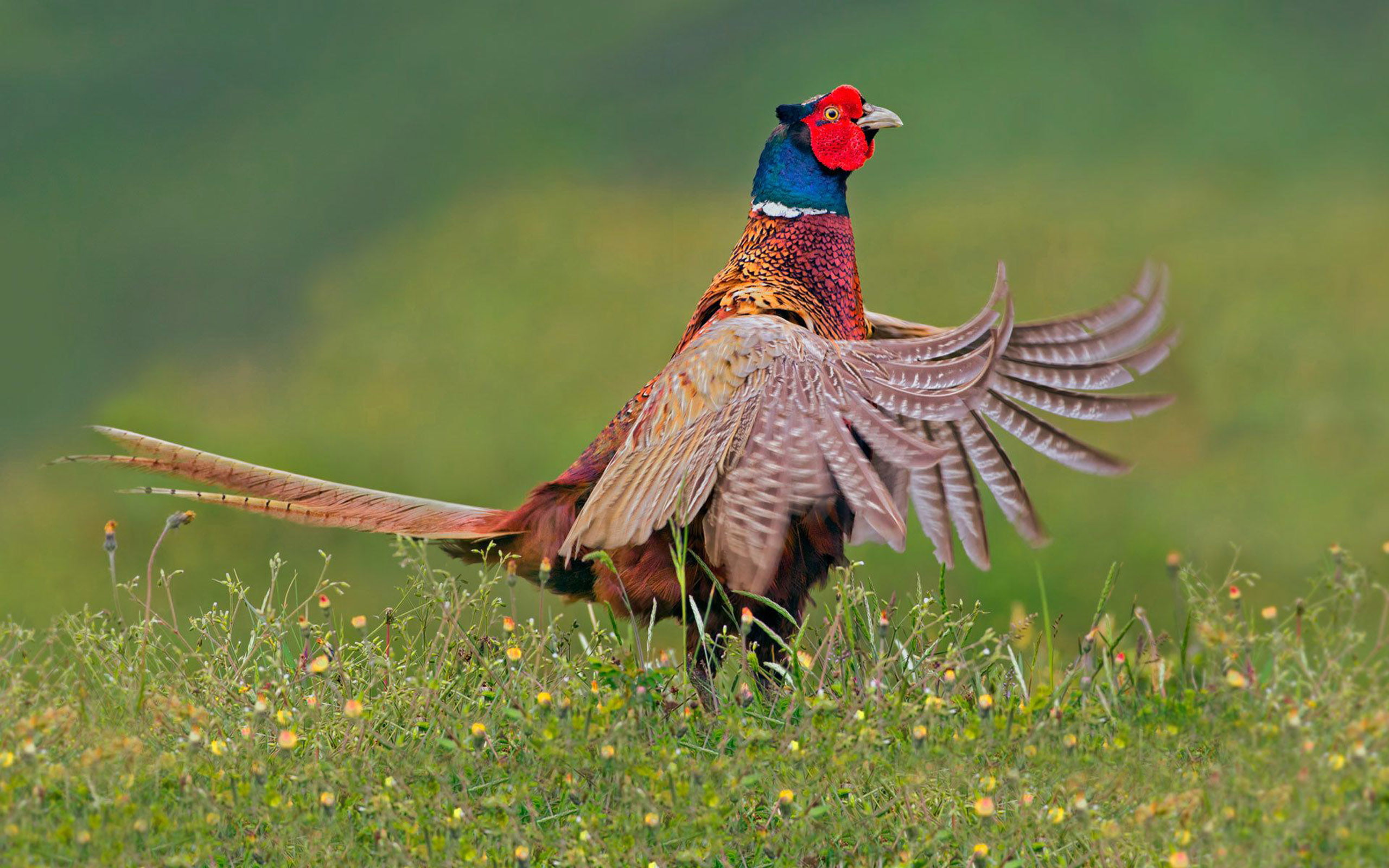 colchicus, europe, bird, asia, phase, pheasant, world, necked, male, widespread, phasianidae, ring, family, 2K, known, phasianus, born, HD Wallpaper