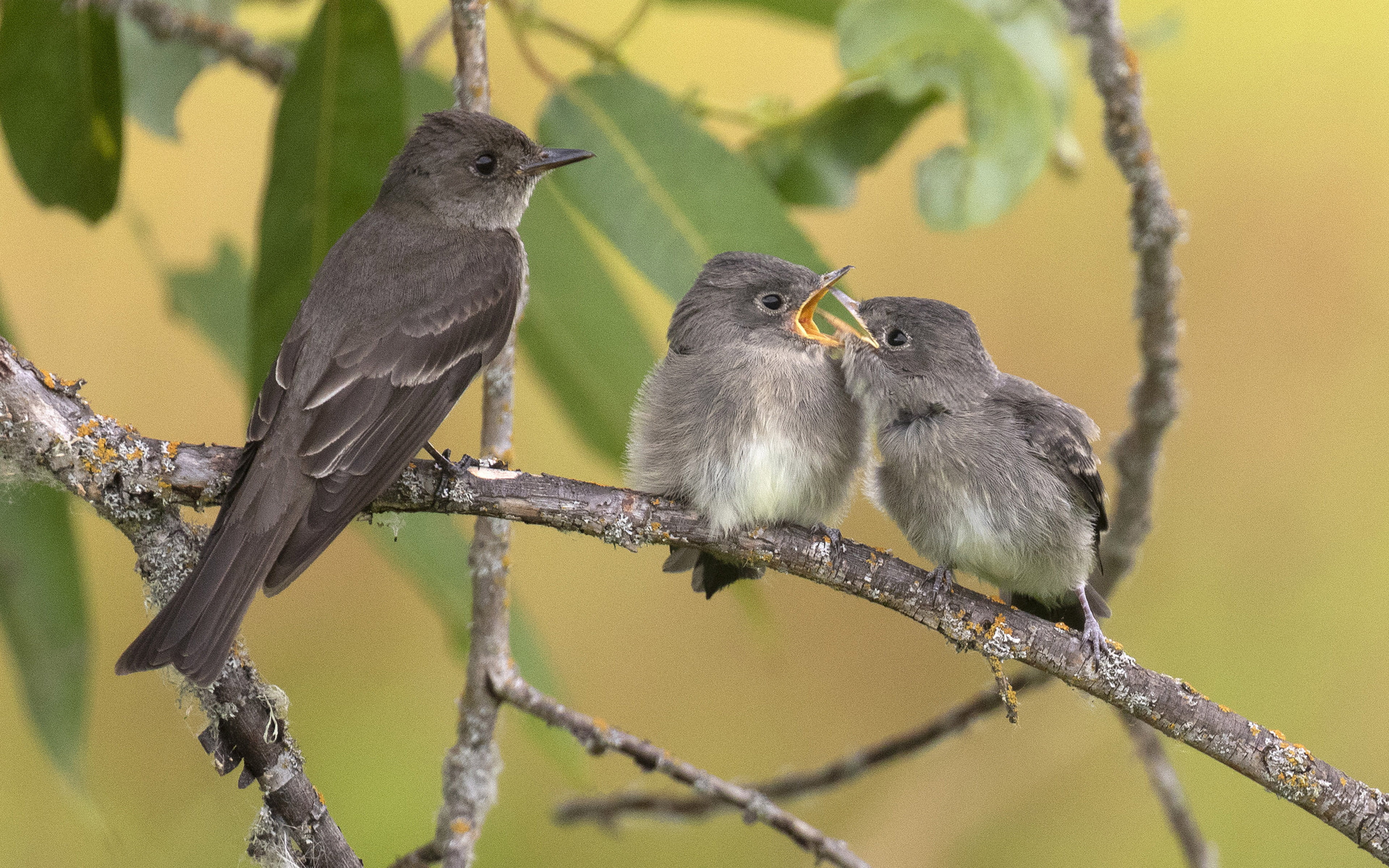 simply, animal themes, group of animals, beautiful, day, known, close-up, focus on foreground, two animals, plant part, powerful, branch, 4K, bird, outdoors, HD Wallpaper
