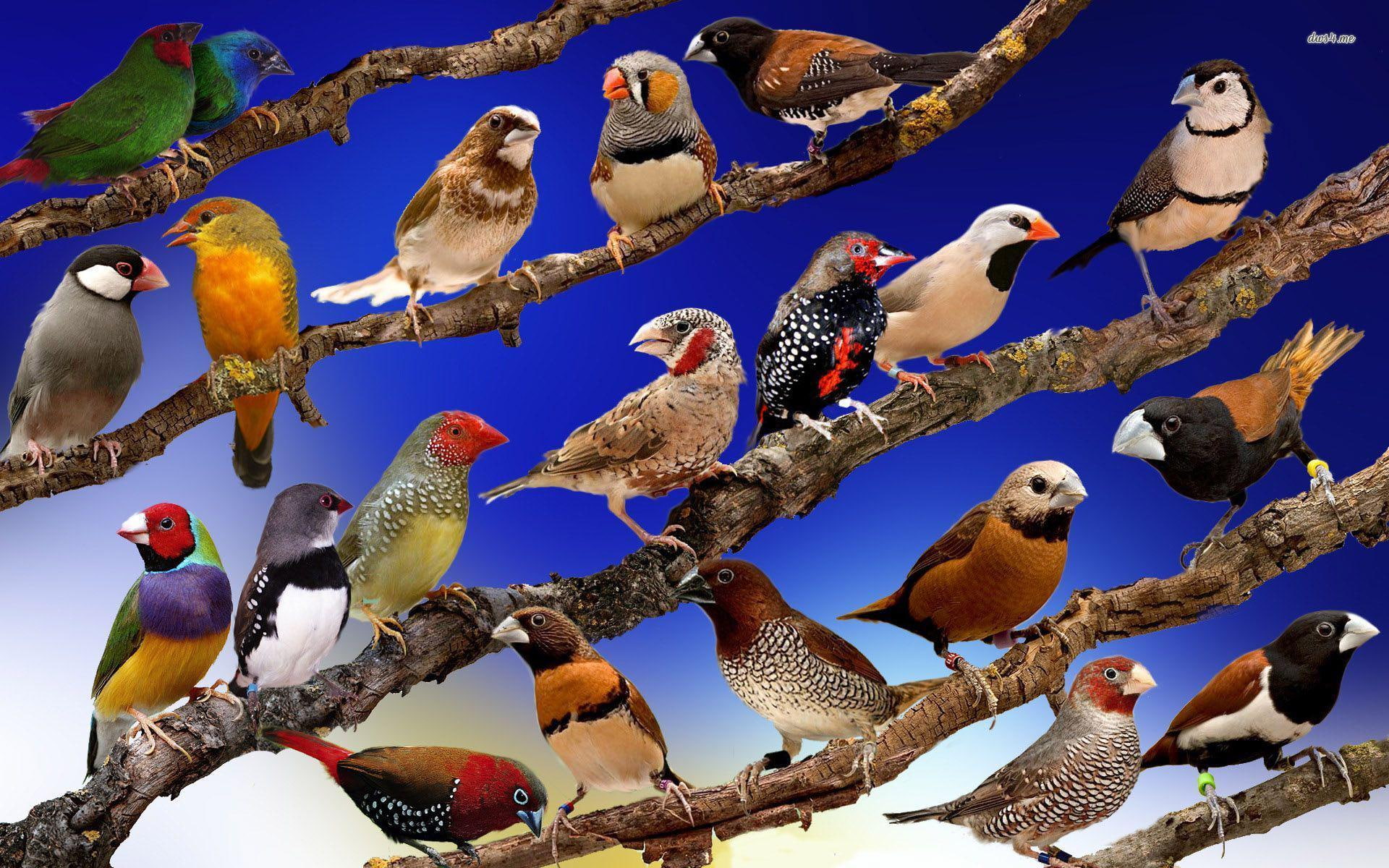 mobile, 1080P, wide, birds, HD Wallpaper