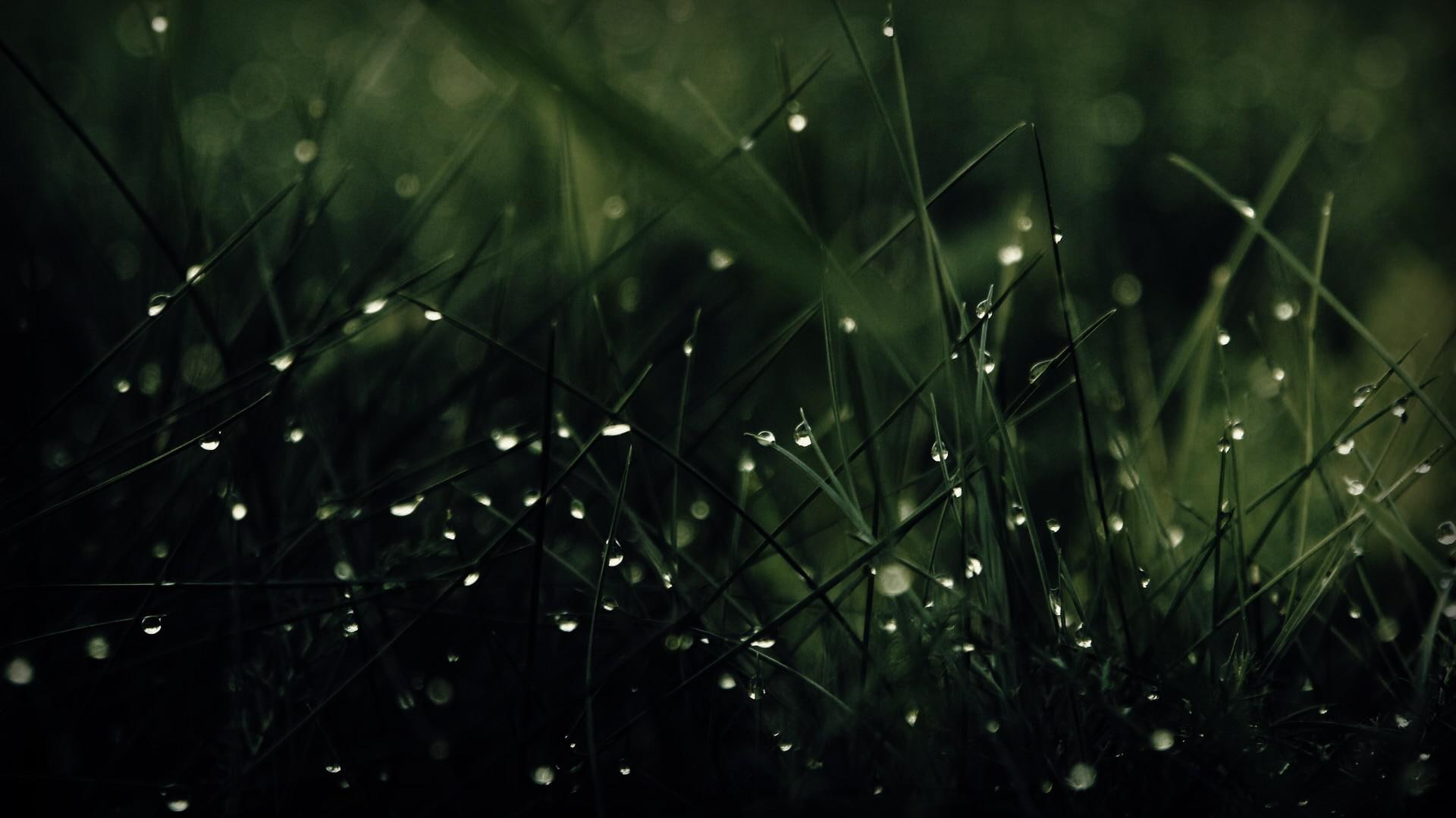 water, 1080P, green, grass, nature, wide, drops, mobile, rain, HD Wallpaper
