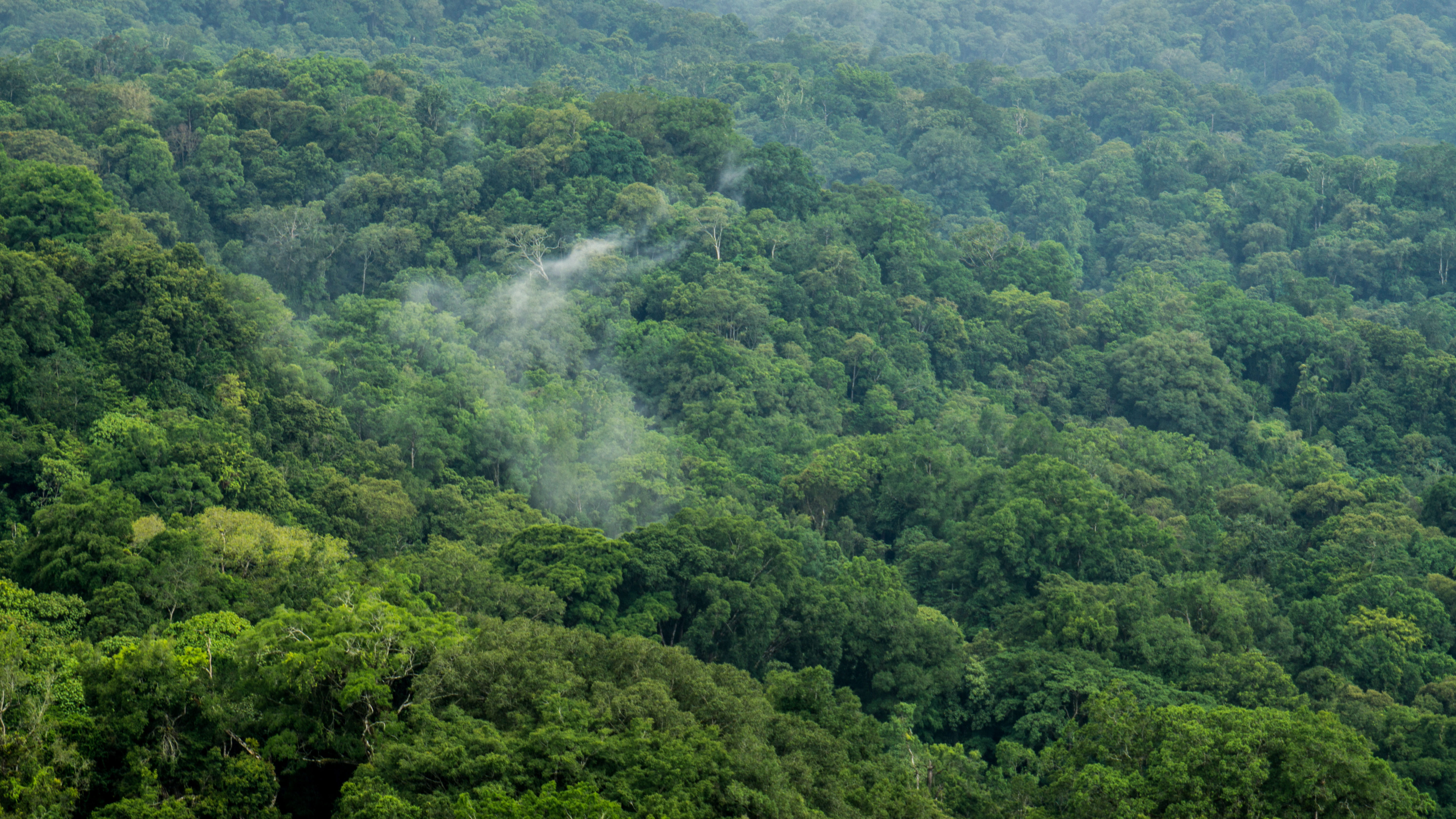 scenics - nature, 5K, growth, non-urban scene, rainforest, land, tropical rainforest, forest, plant, woodland, foliage, trees, green color, no people, HD Wallpaper