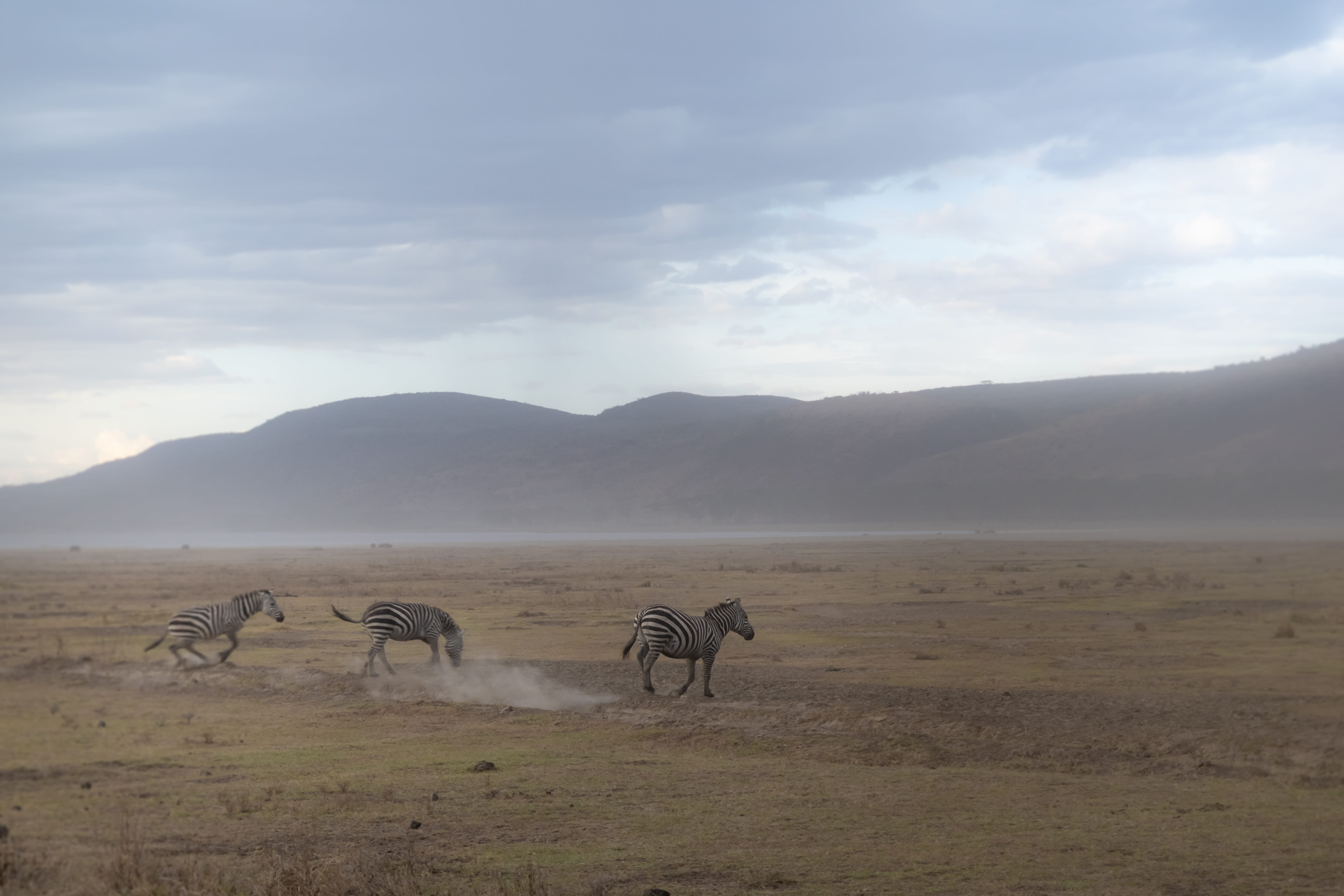 climate, land, arid climate, nakuru national park, landscape, cloud - sky, beauty in nature, animal, vertebrate, scenics - nature, animals in the wild, HD Wallpaper