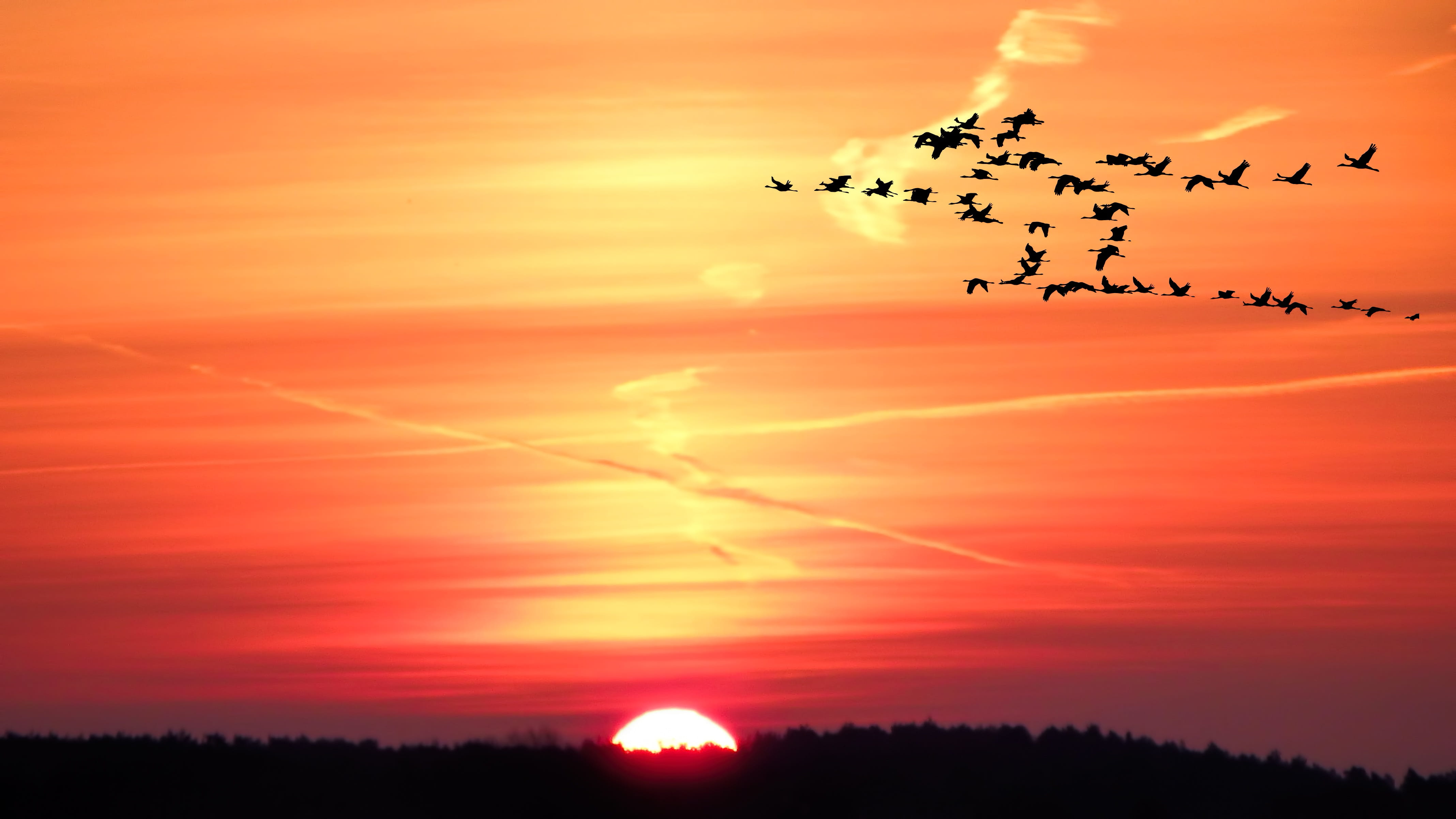 vapor trail, flight, large group of animals, skies, vertebrate, Birds, silhouette, sunlight, dramatic sky, tranquil scene, lens flare, sky, flying, scenics - nature, HD Wallpaper