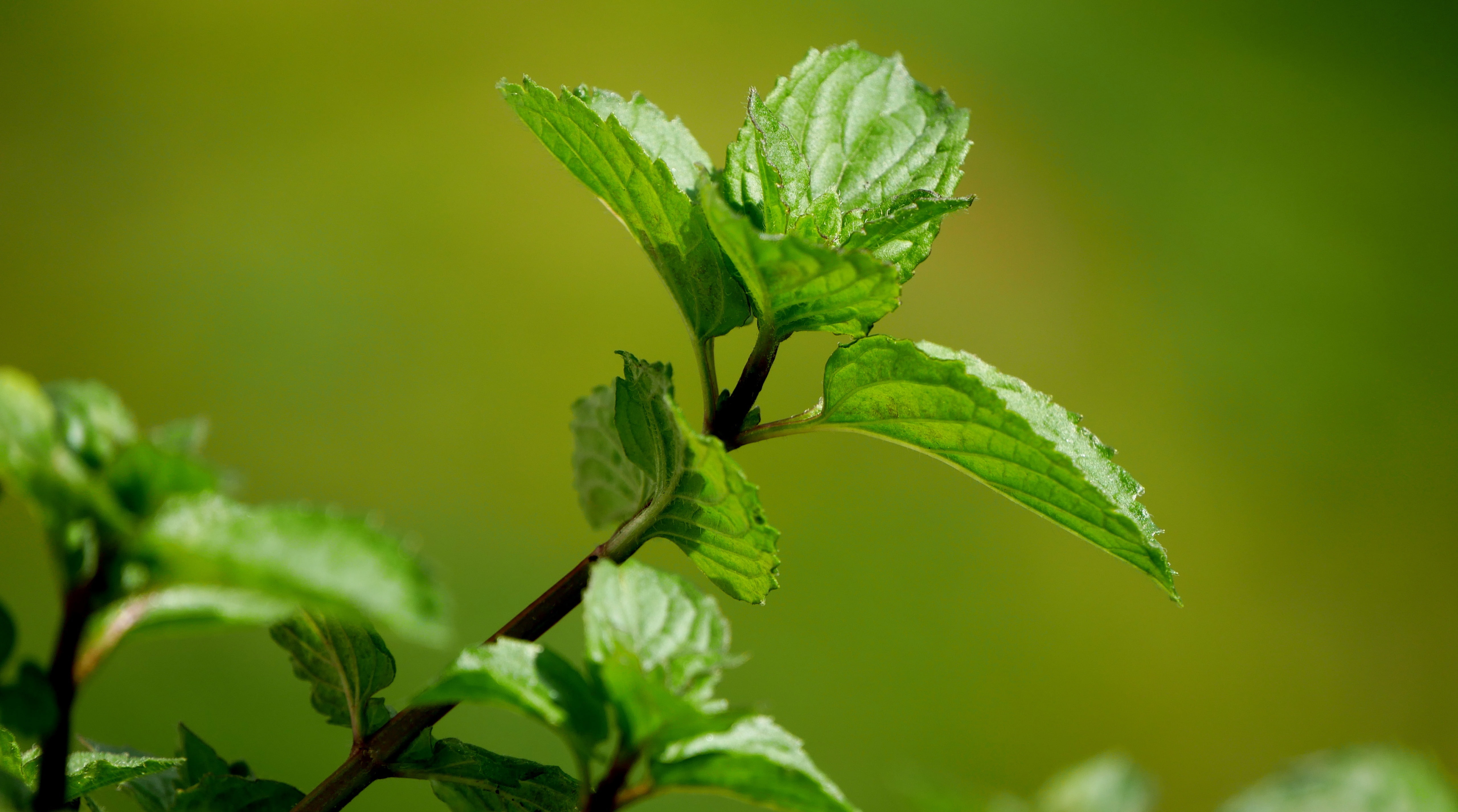 Aero, growth, leaf, no people, freshness, focus on foreground, outdoors, mint, fomef, k, food, green, leaves, tree, vulnerability, Macro, selective focus, HD Wallpaper