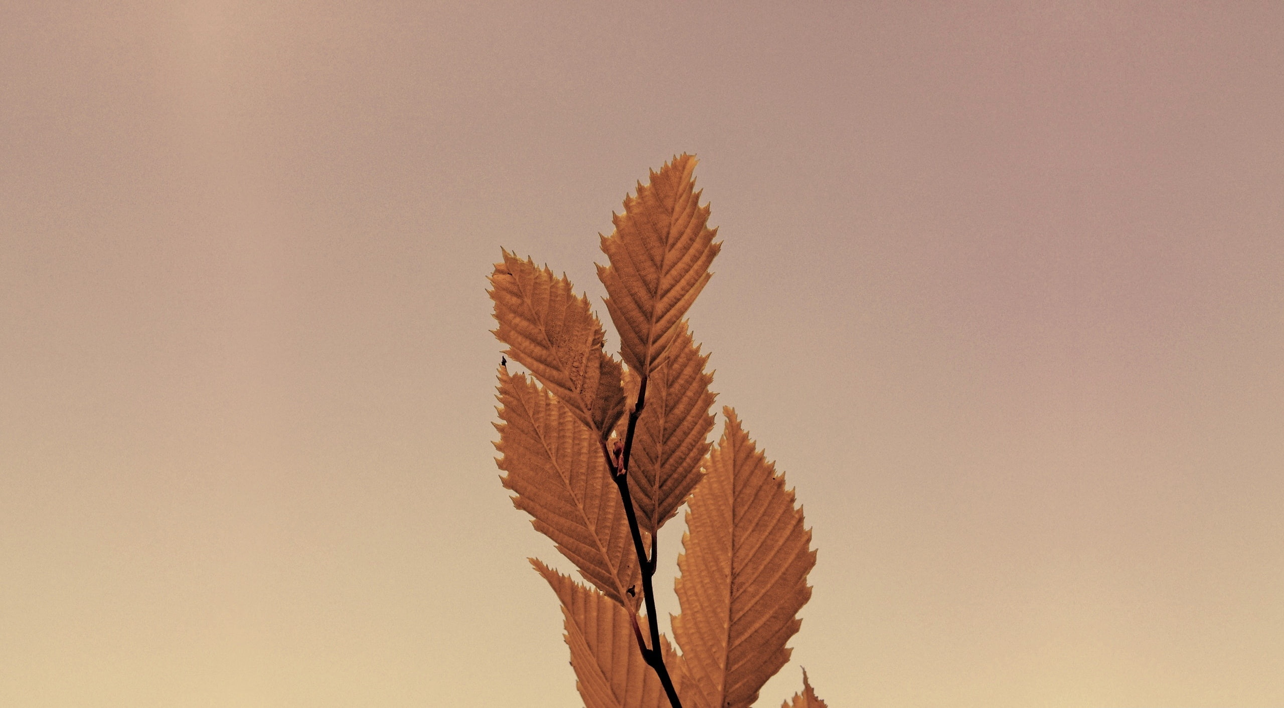 plant, beauty in nature, tree, 2K, nature, plant part, tranquility, brown, fomef, wood - material, natural condition, orange color, outdoors, close-up, HD Wallpaper