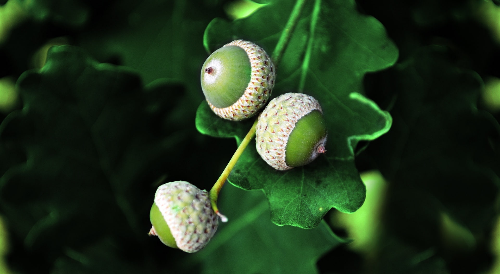 focus on foreground, plant part, plant stem, fruit, shoots, outdoors, food and drink, tree, Aero, green, day, growth, acorn, plant, freshness, nuts, selective focus, HD Wallpaper