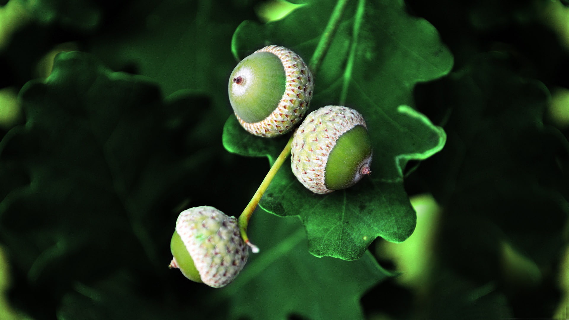 close-up, 1080P, food and drink, green color, plant stem, high, fomef, day, shoots, freshness, beauty in nature, acorn, selective focus, hd, quality, no people, HD Wallpaper