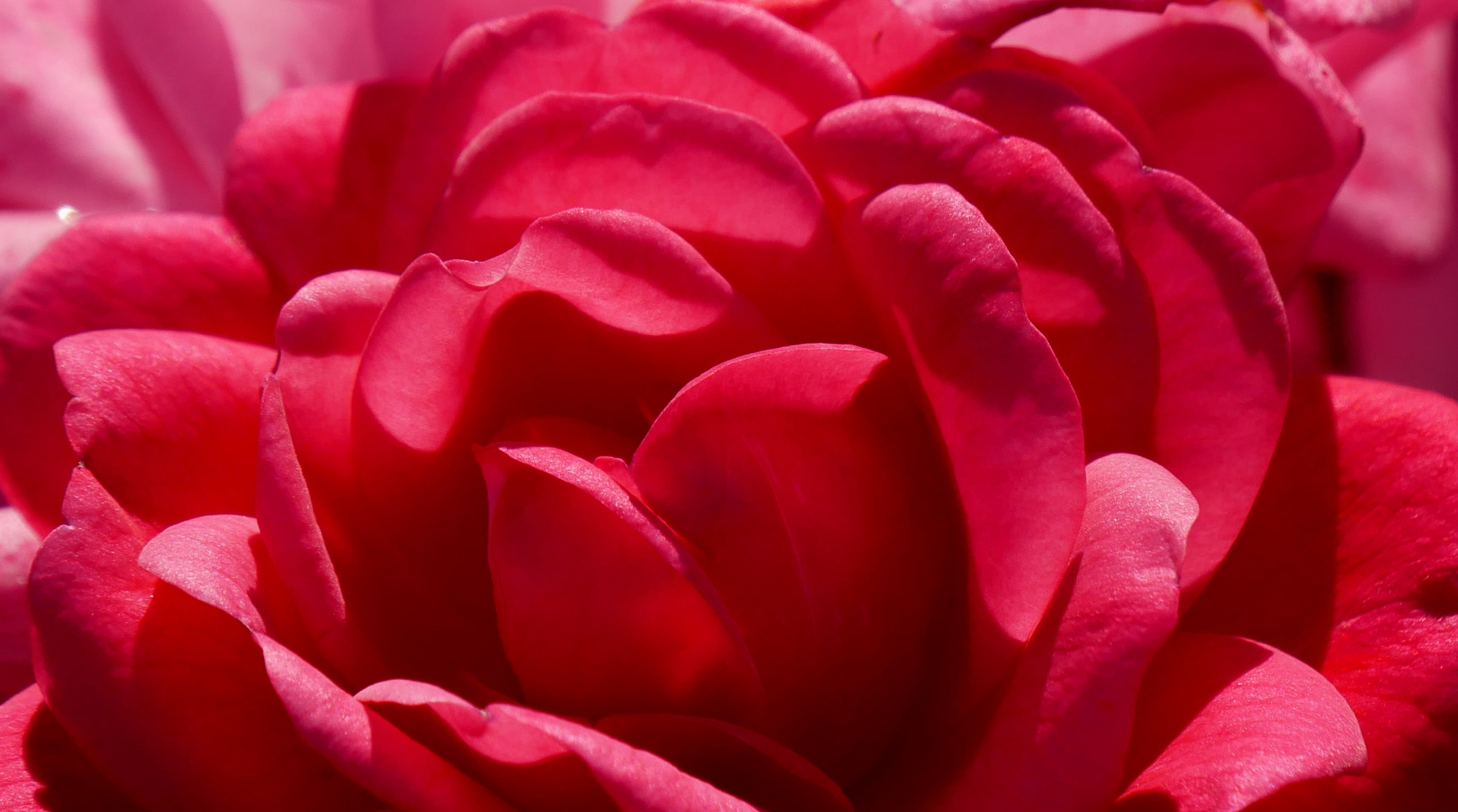 flower, world, day, full frame, k, fragility, gardening, Nature, no people, Flowers, flower head, growth, petal, backgrounds, flowering plant, red, freshness, HD Wallpaper