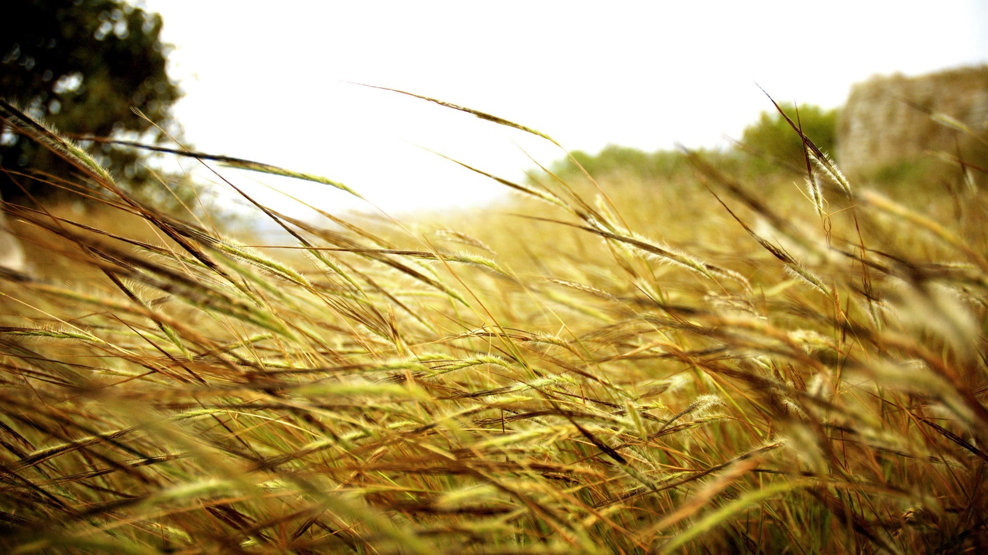 growth, season, macro, yellow, summer, close-up, scenics, outdoors, plants, sunlight, green Color, sun, environment, freshness, seed, non-Urban Scene, barley, HD Wallpaper