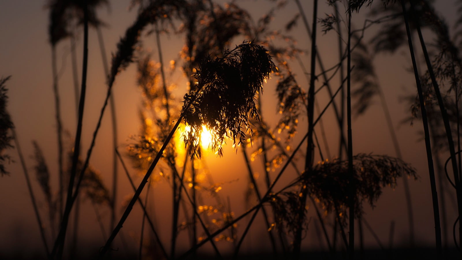 tranquility, grasses, nature, outdoors, sun, depth of field, close-up, plant, Golden Hour, orange color, beauty in nature, plants, scenics - nature, 720P, HD Wallpaper