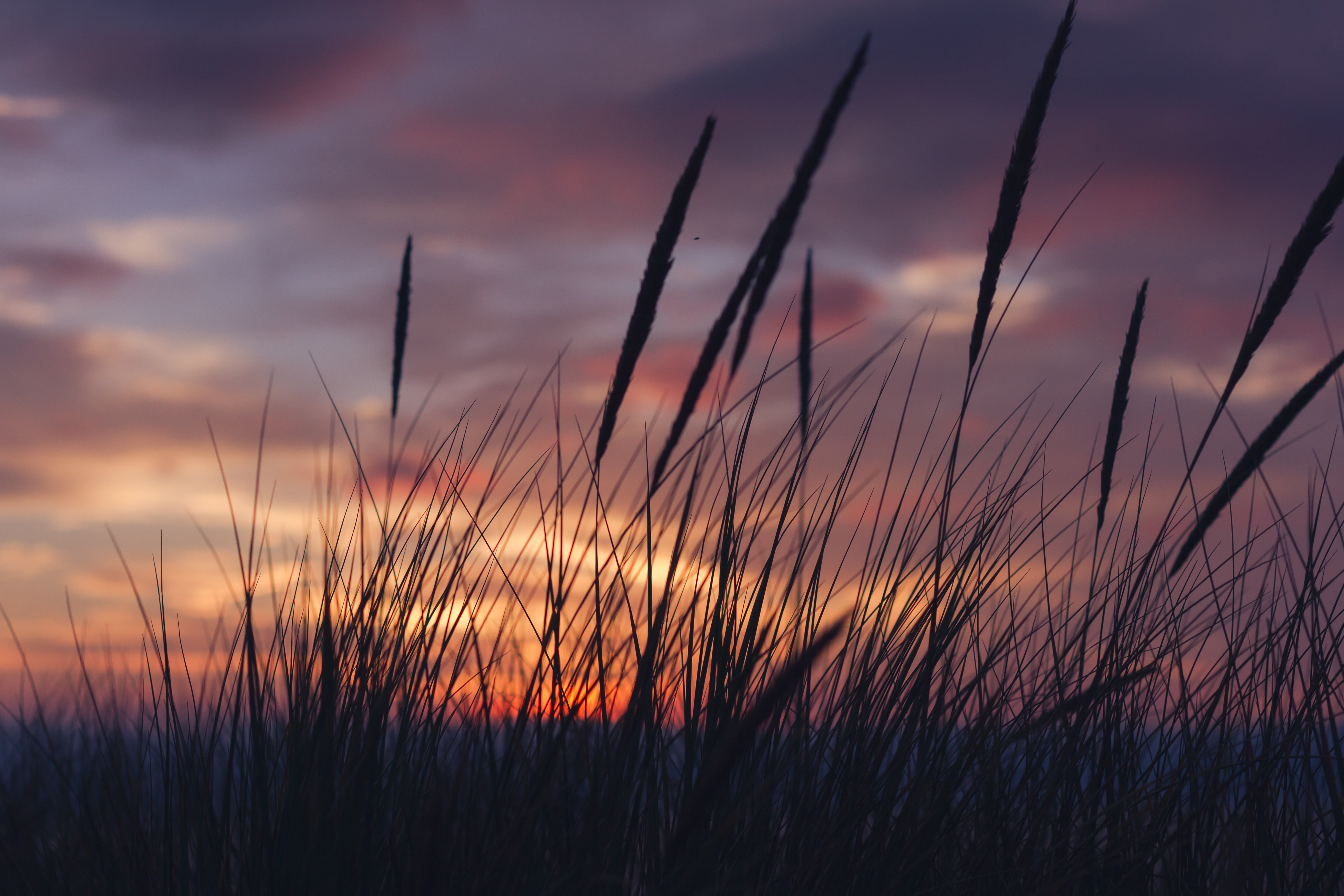 dusk, grass, sunset, timothy grass, stalk, field, 5K, nature, plants, scenics - nature, silhouette, landscape, plant, golden, beauty in nature, cloud - sky, HD Wallpaper