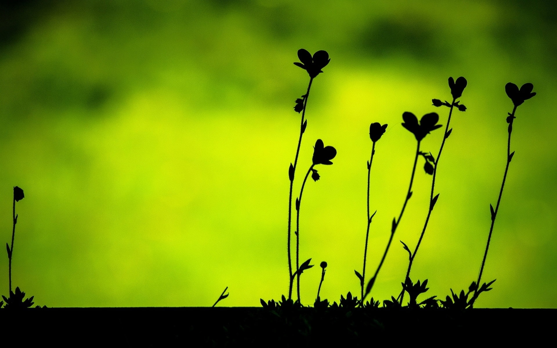 Plants, Green, Leaves, 1080P, Background, Silhouettes, Macro, Black, HD Wallpaper