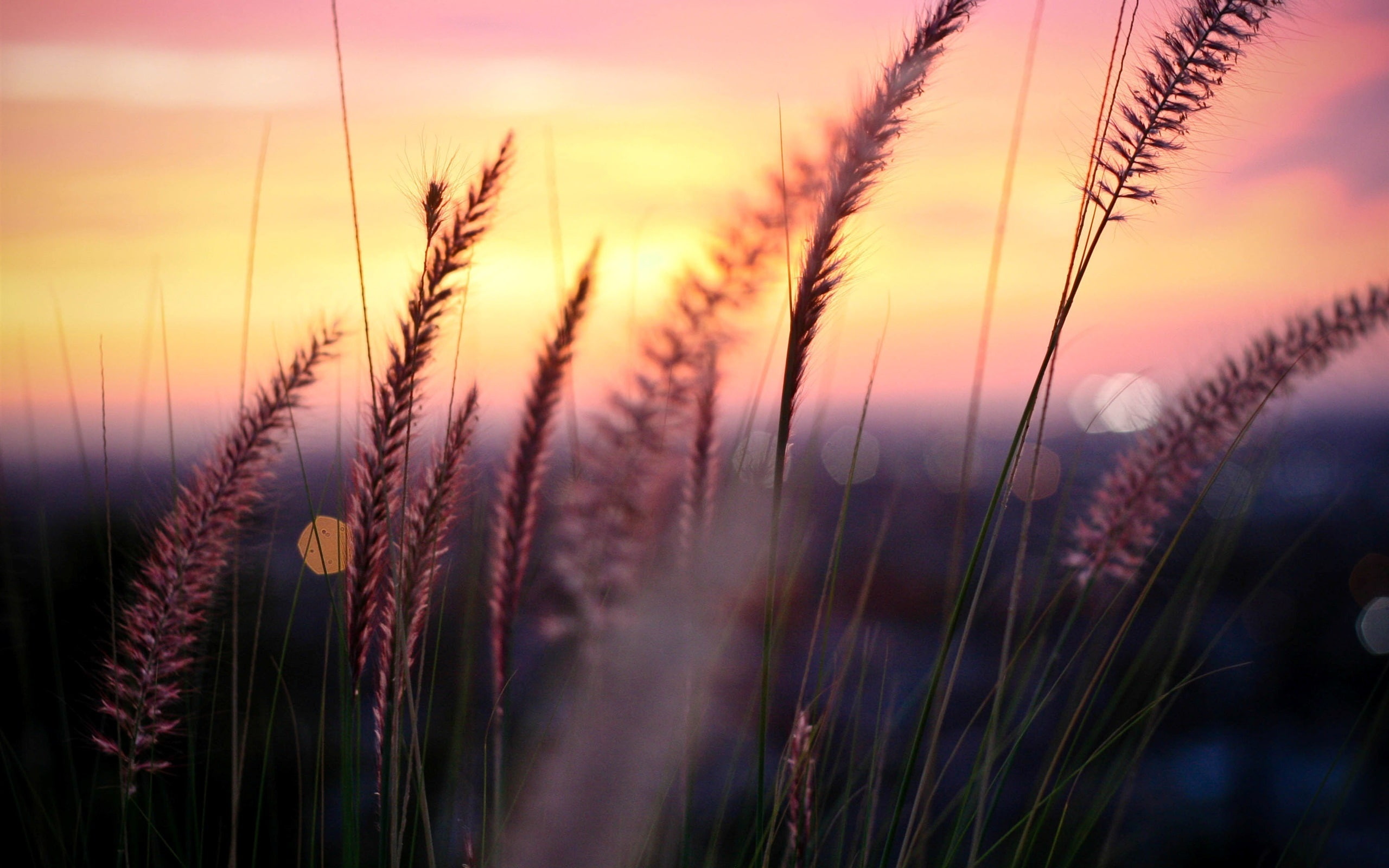 Leaves, Plant, Grass, Photography, Sunset, Macro, 2K, Blur, HD Wallpaper