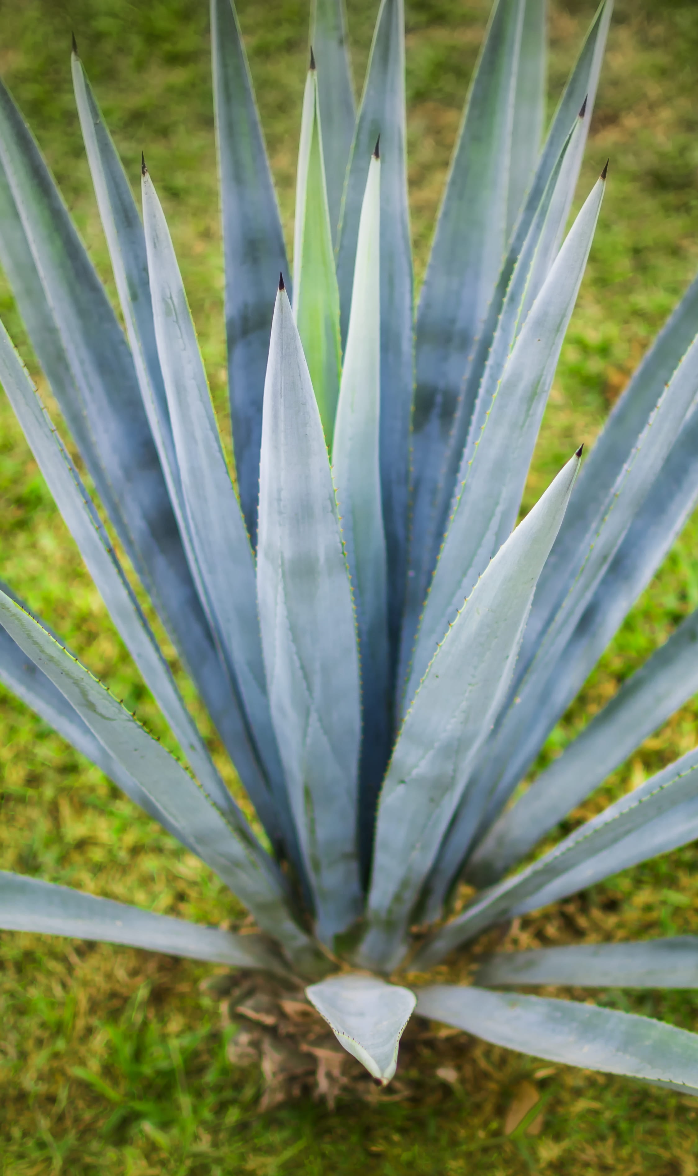 no people, blade of grass, tequila mexico, grass, freshness, succulent plant, 2K, agave, plant part, land, pointing plant, close-up, planta de espadas, Phone HD Wallpaper