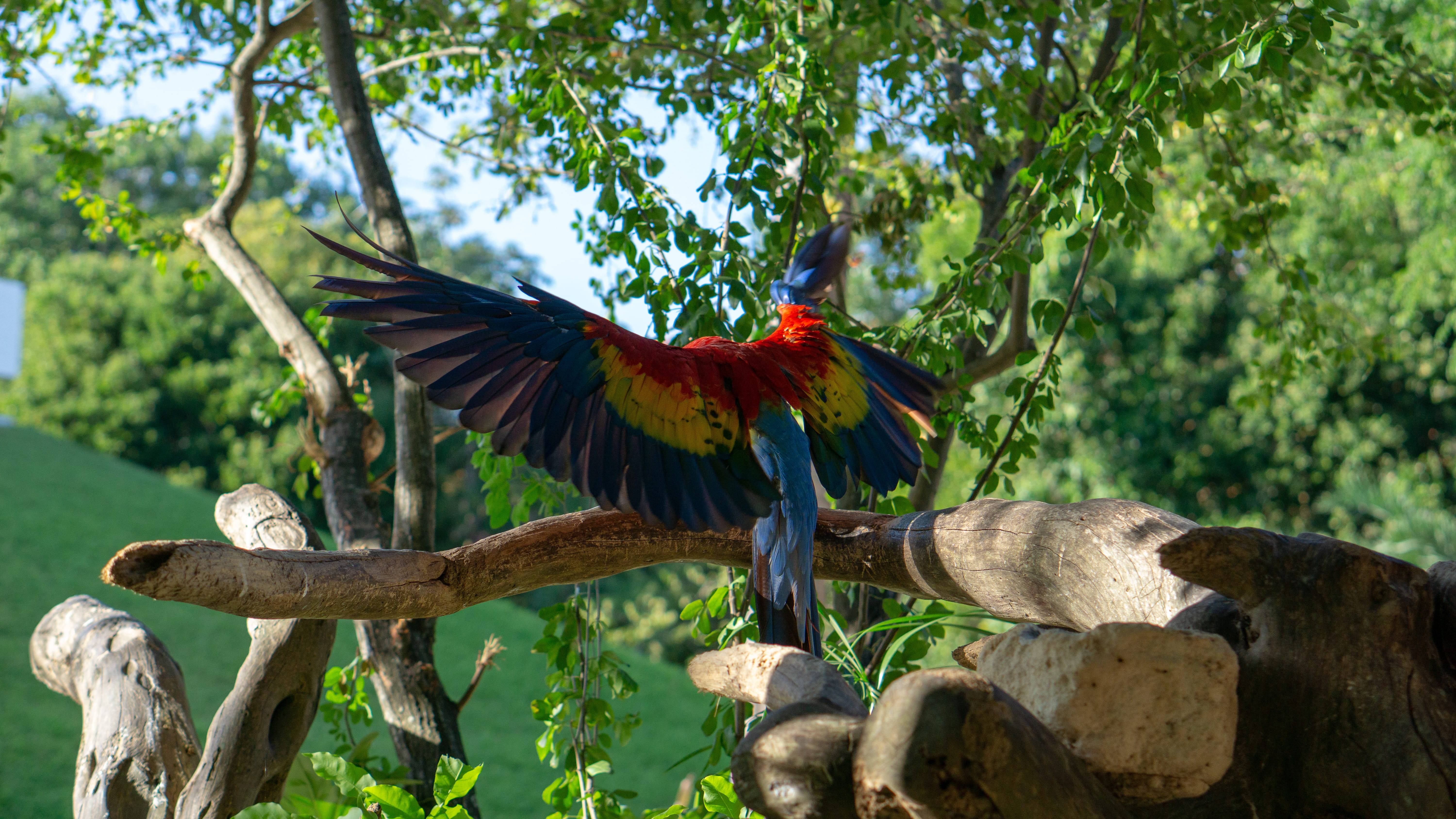 5K, animals in the wild, blossom, tree, forest, leaf, focus on foreground, animal, jungle, bird, beauty in nature, flower, rainforest, one animal, animal wildlife, HD Wallpaper