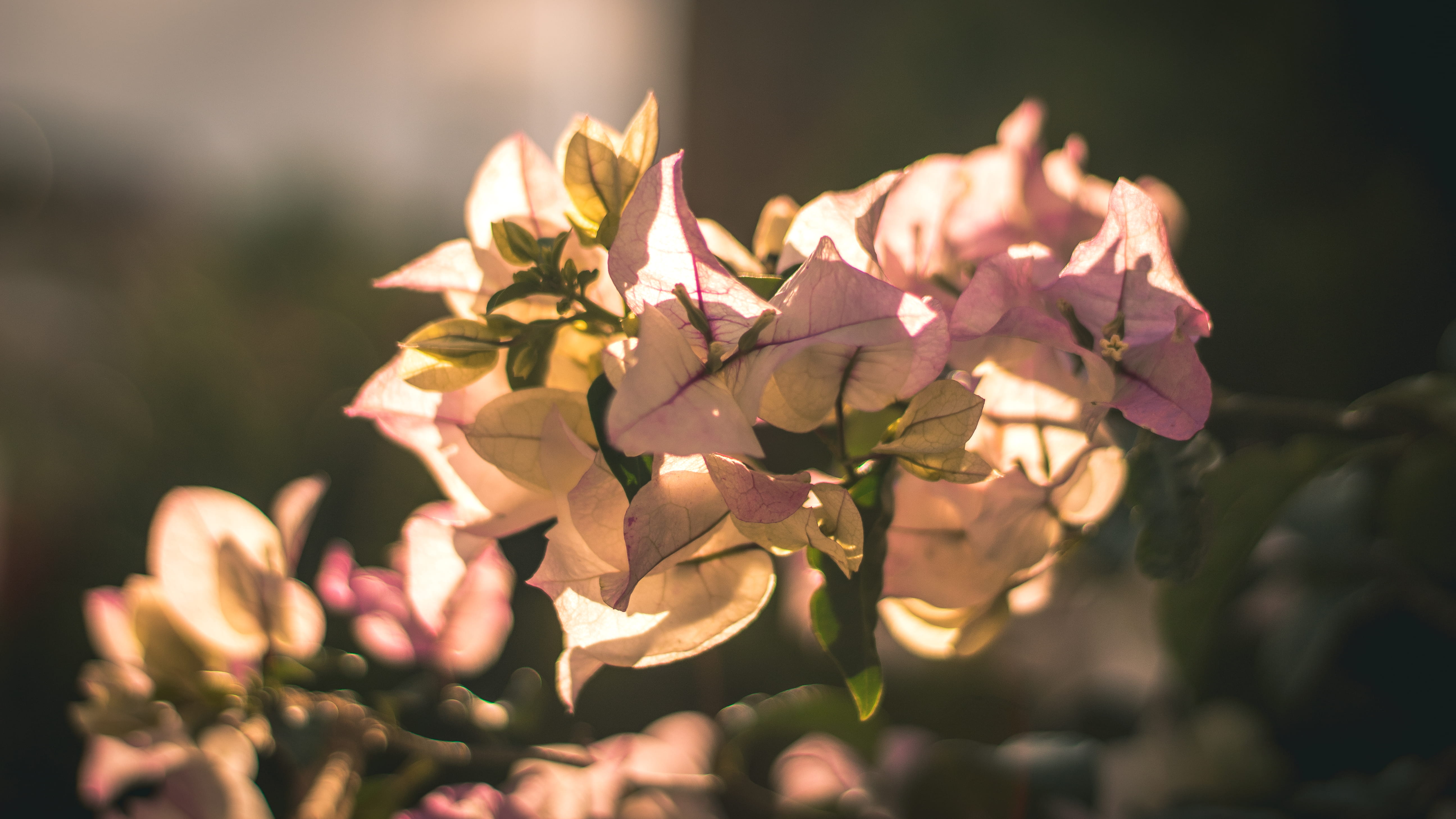 pink, vulnerability, selective focus, texture, texturas, beauty in nature, bloom, no people, brillante, springtime, flower head, petal, flowering plant, HD Wallpaper