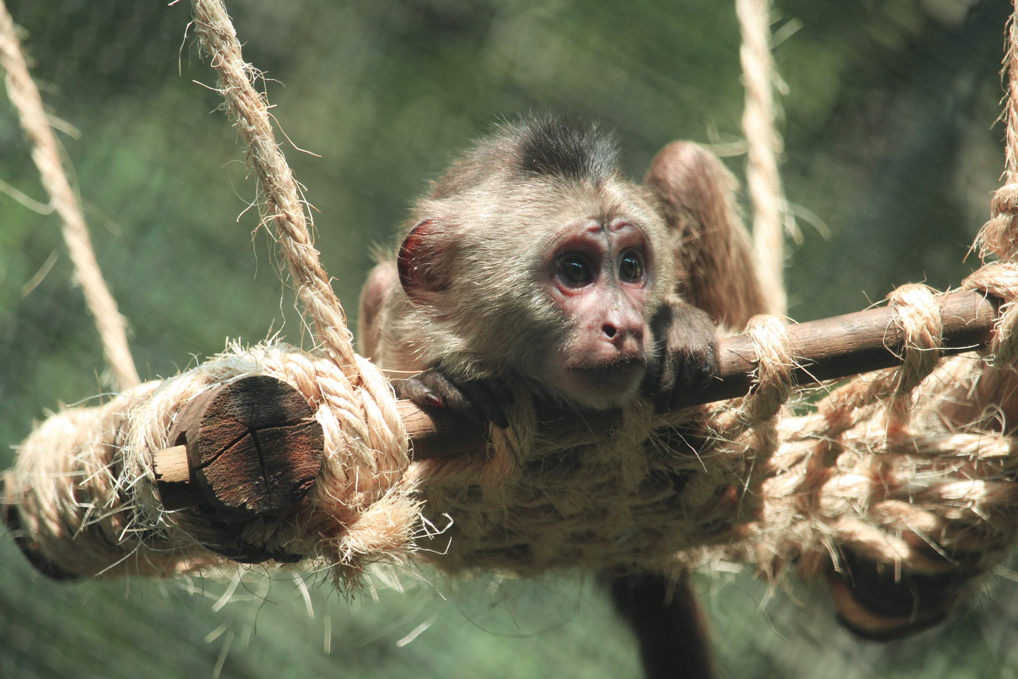 cdmx, monkey, focus on foreground, 2K, group of animals, portrait, chapultepec, cappuccino, natural, funny, animal head, vertebrate, young animal, sunlight, HD Wallpaper