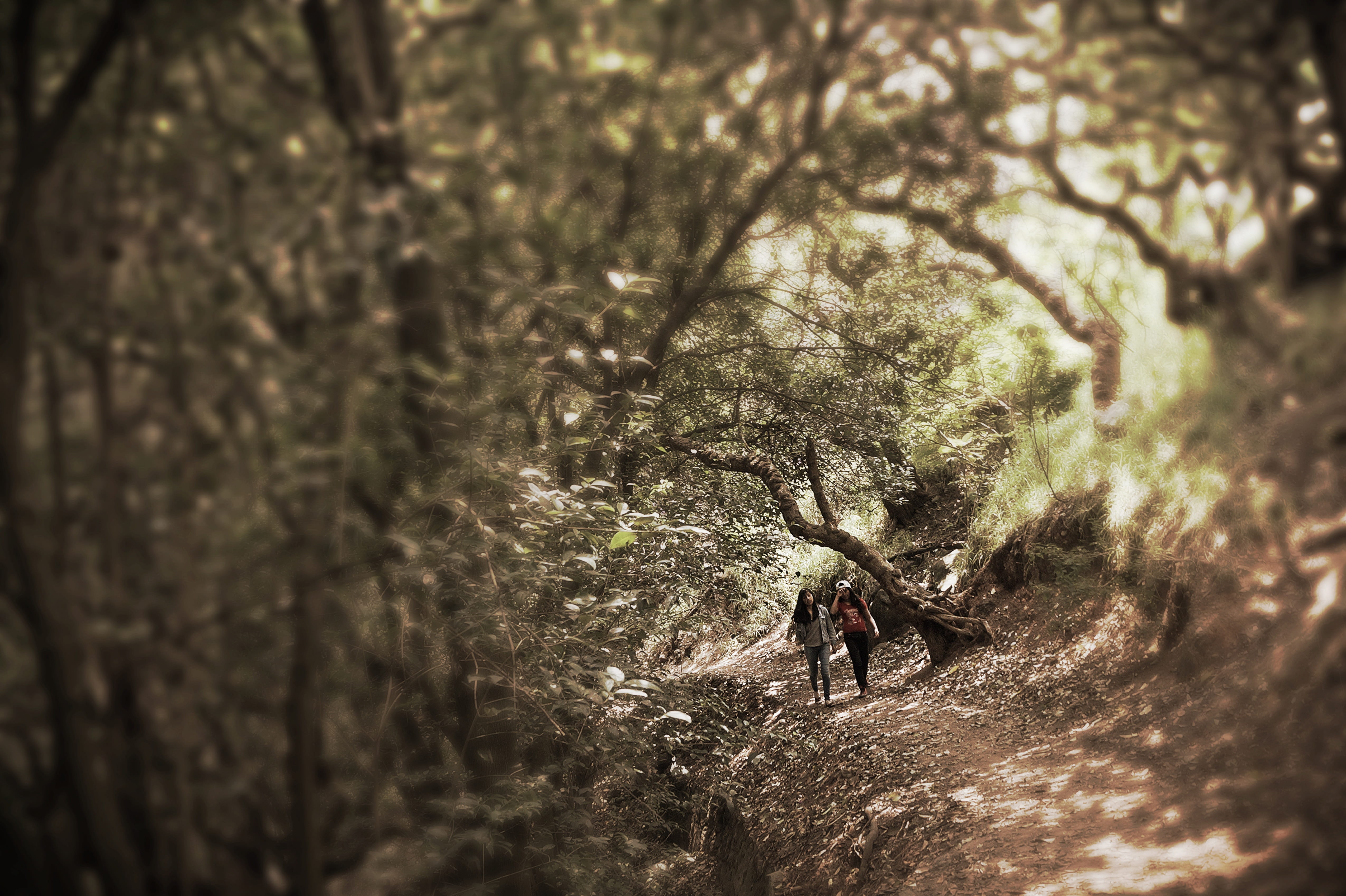 selective focus, lifestyles, people, full length, day, Tlalpan, walking, plant, adventure, forest, brotantes sources, rear view, hiking, men, real people, HD Wallpaper