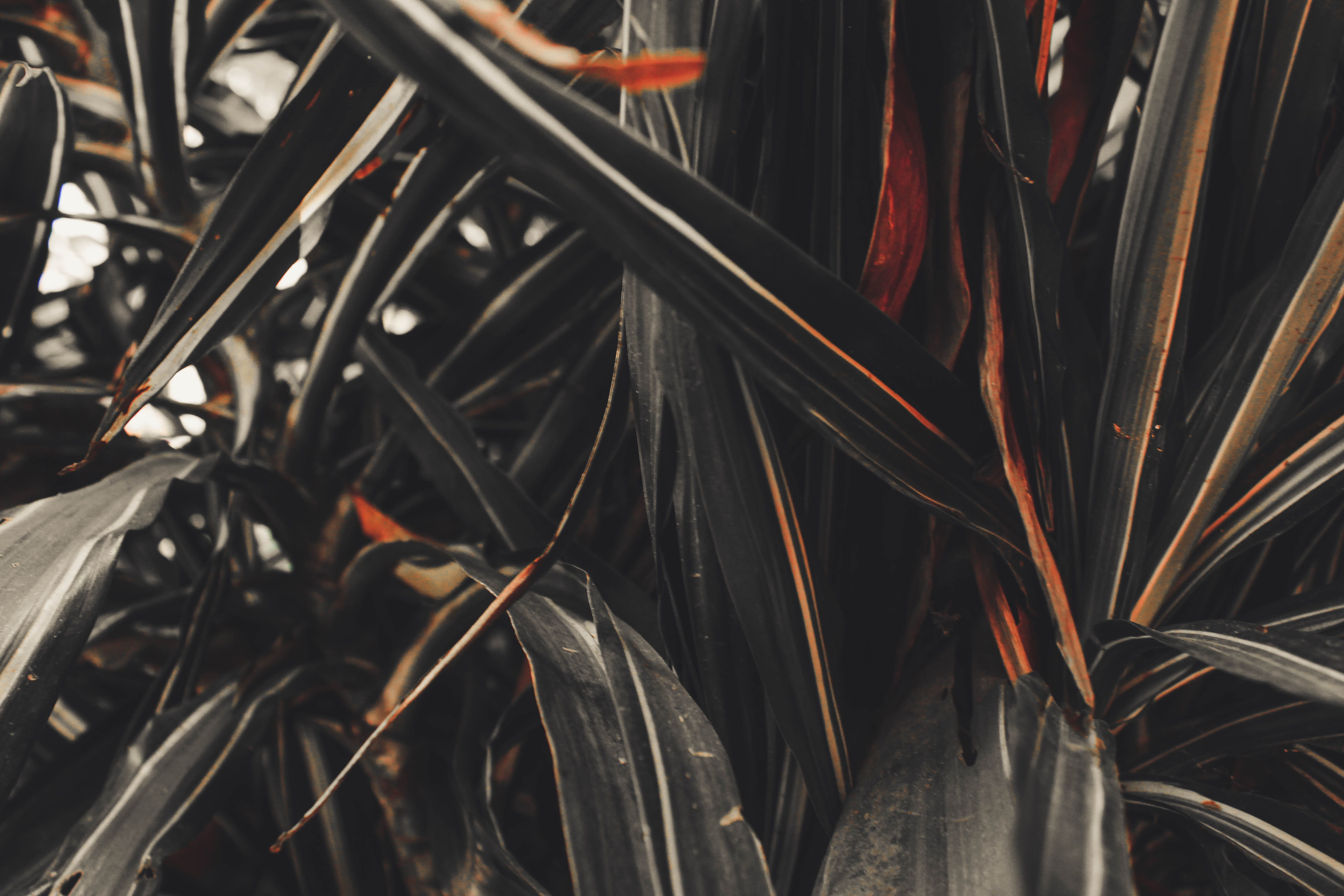 bicycle, focus on foreground, close-up, wheel, ciudad de méxico, spoke, mexico, abundance, tree, lakes, plant, nature, leaf, 5K, metal, plant part, day, HD Wallpaper