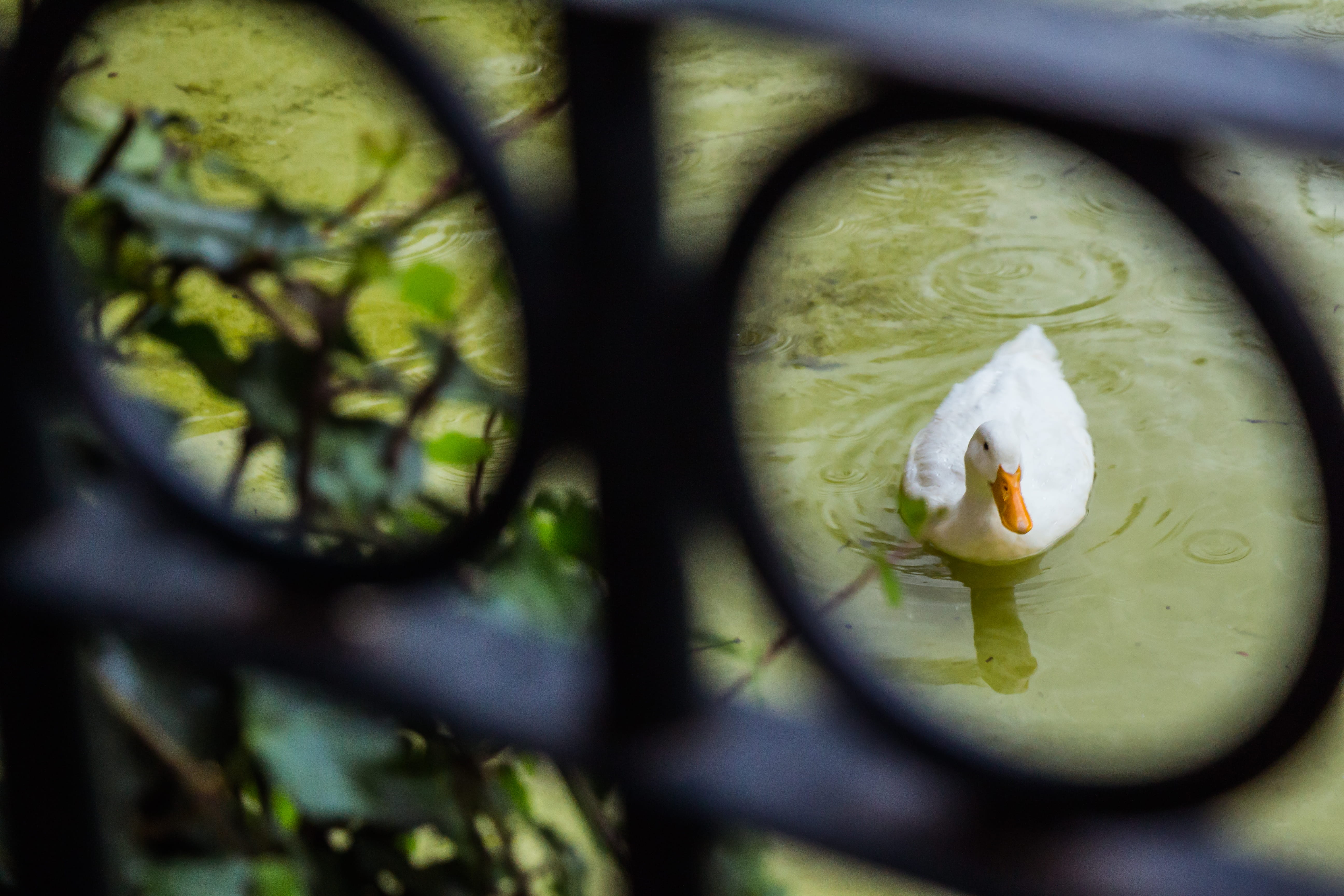 animal wildlife, reflection, animals in the wild, nature, anatra, tree, animal themes, outdoors, animal, day, close-up, water, mexico, no people, selective focus, HD Wallpaper