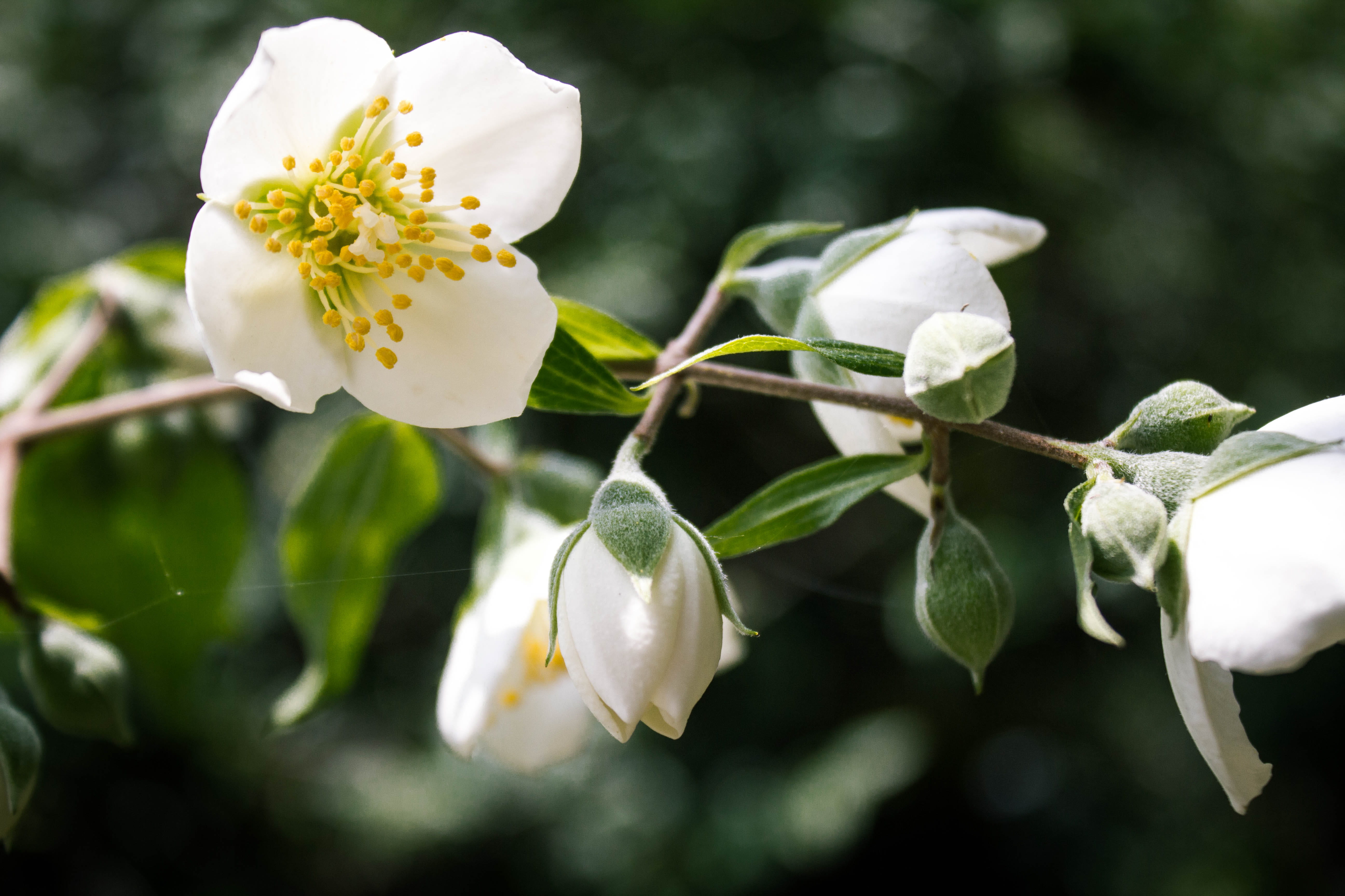 growth, spring, outdoors, branch, tree, no people, san andrés totoltepec, inflorescence, ciudad de méxico, springtime, close-up, white color, mexico, beauty in nature, HD Wallpaper