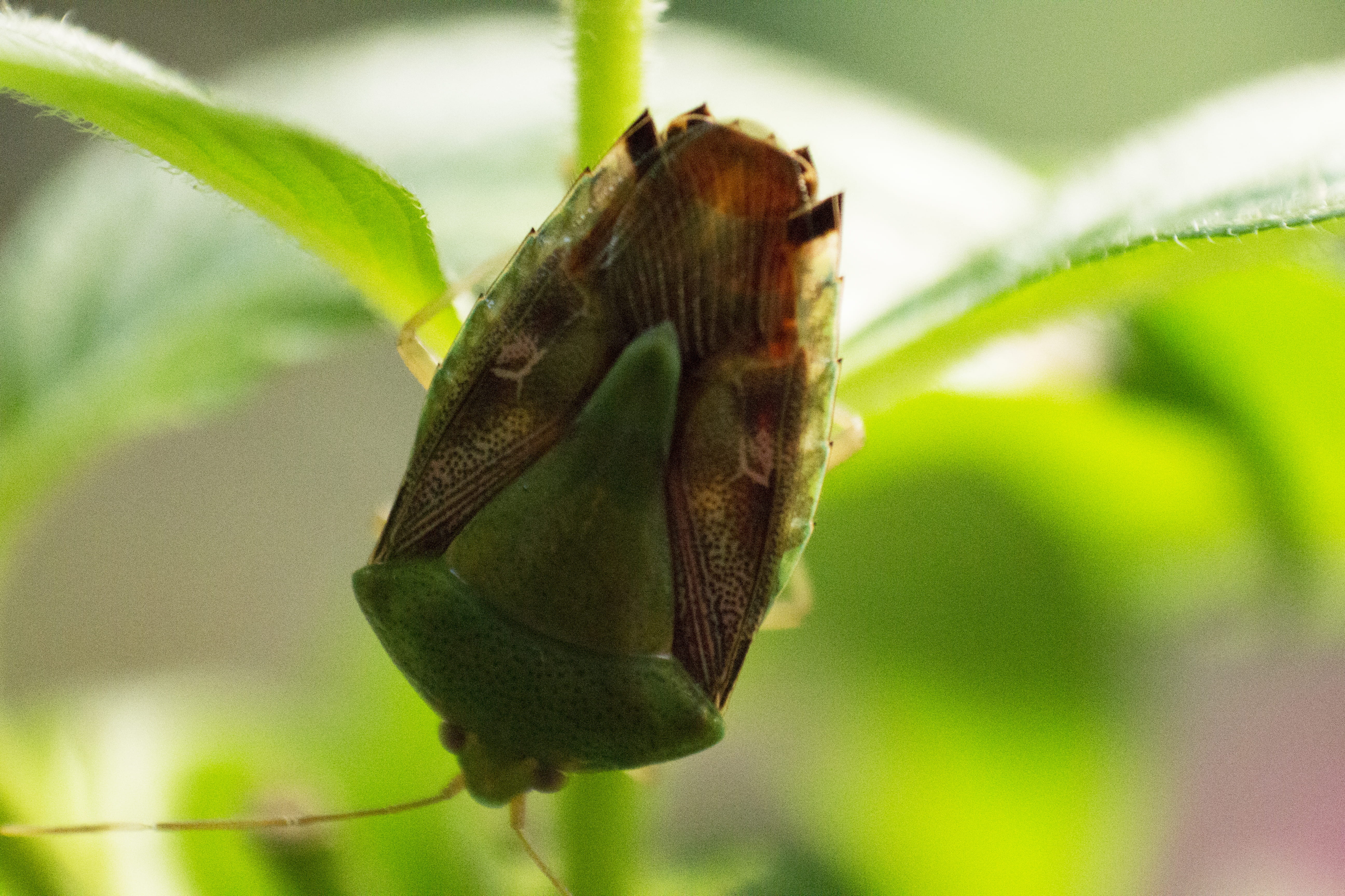 beauty in nature, macro, plant part, planta, focus on foreground, small, plant, animal themes, leaf, insect, nature, animals in the wild, one animal, ciudad de méxico, HD Wallpaper