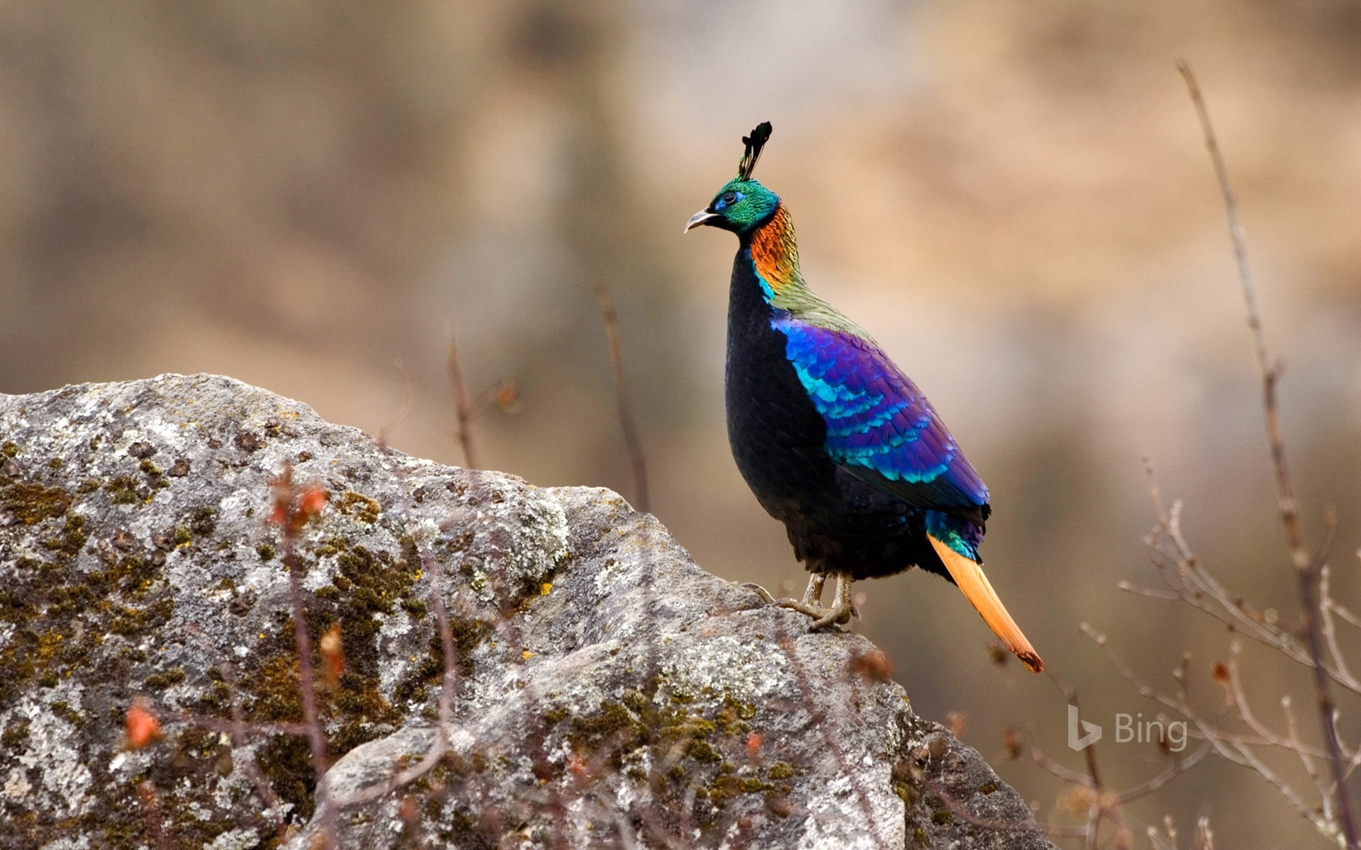 animal themes, rock - object, animal wildlife, nepal, nature, 1080P, animals in the wild, male, no people, solid, animal, outdoors, blue, sagarmatha, national, HD Wallpaper