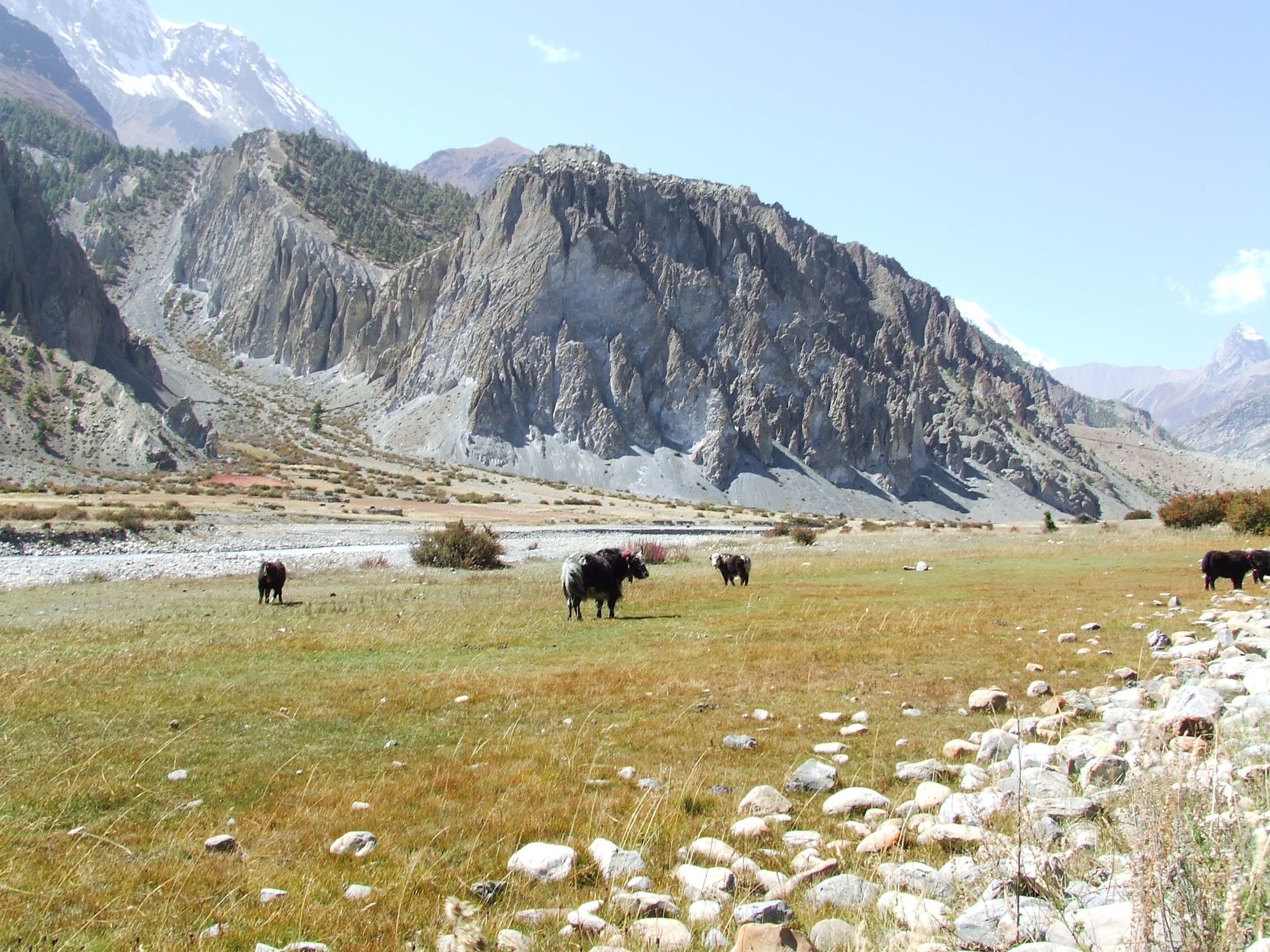 mammal, environment, sky, scenics - nature, animal, mountain range, 2K, nature, tranquil scene, Yak, landscape, animal wildlife, livestock, domestic, Himalayan, HD Wallpaper