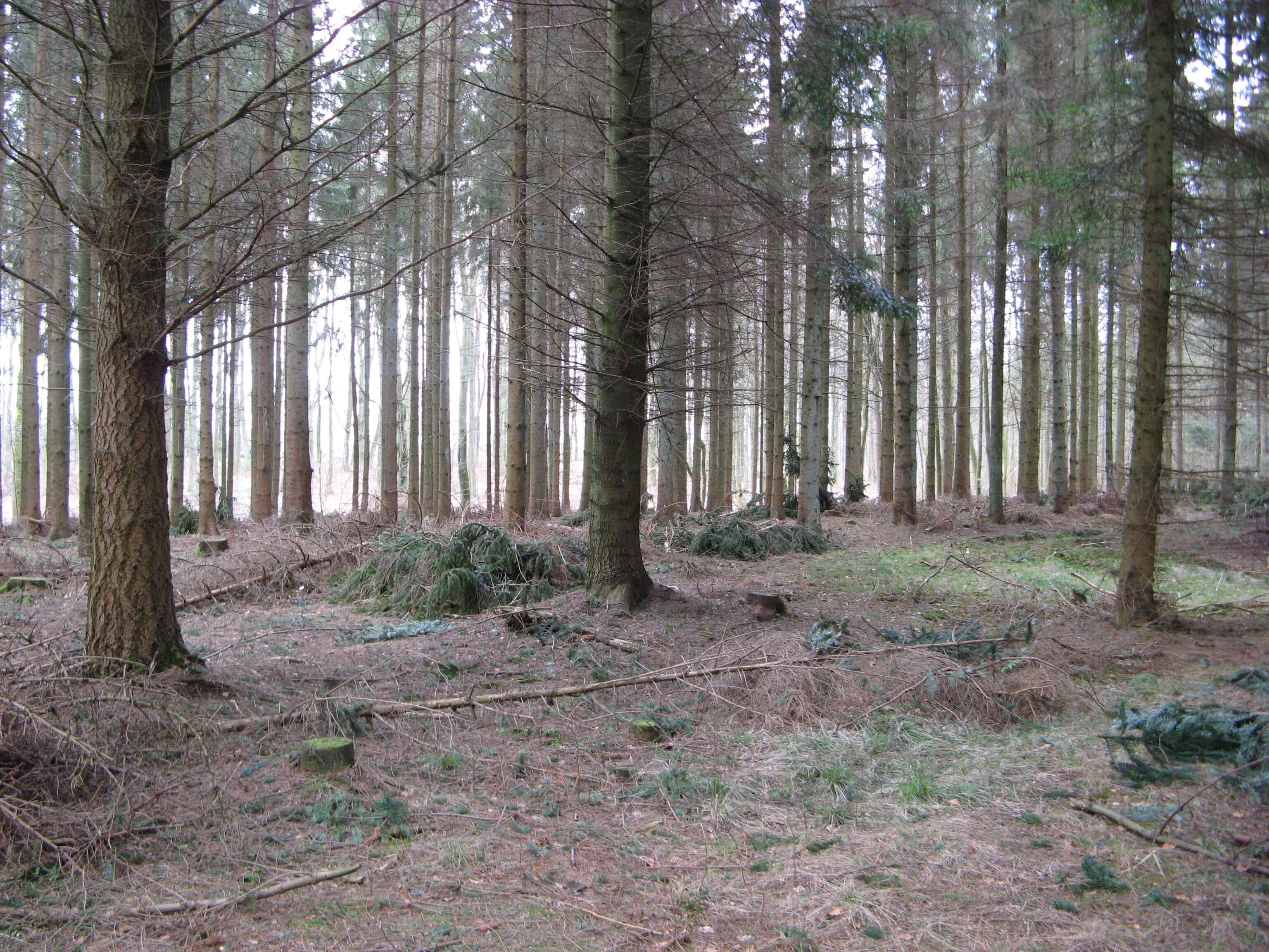 nothern, forest, scenic, tree trunk, pine woodland, in the woods, remote, no people, tree, non-urban scene, flora, pine, scenics - nature, wood, environment, HD Wallpaper
