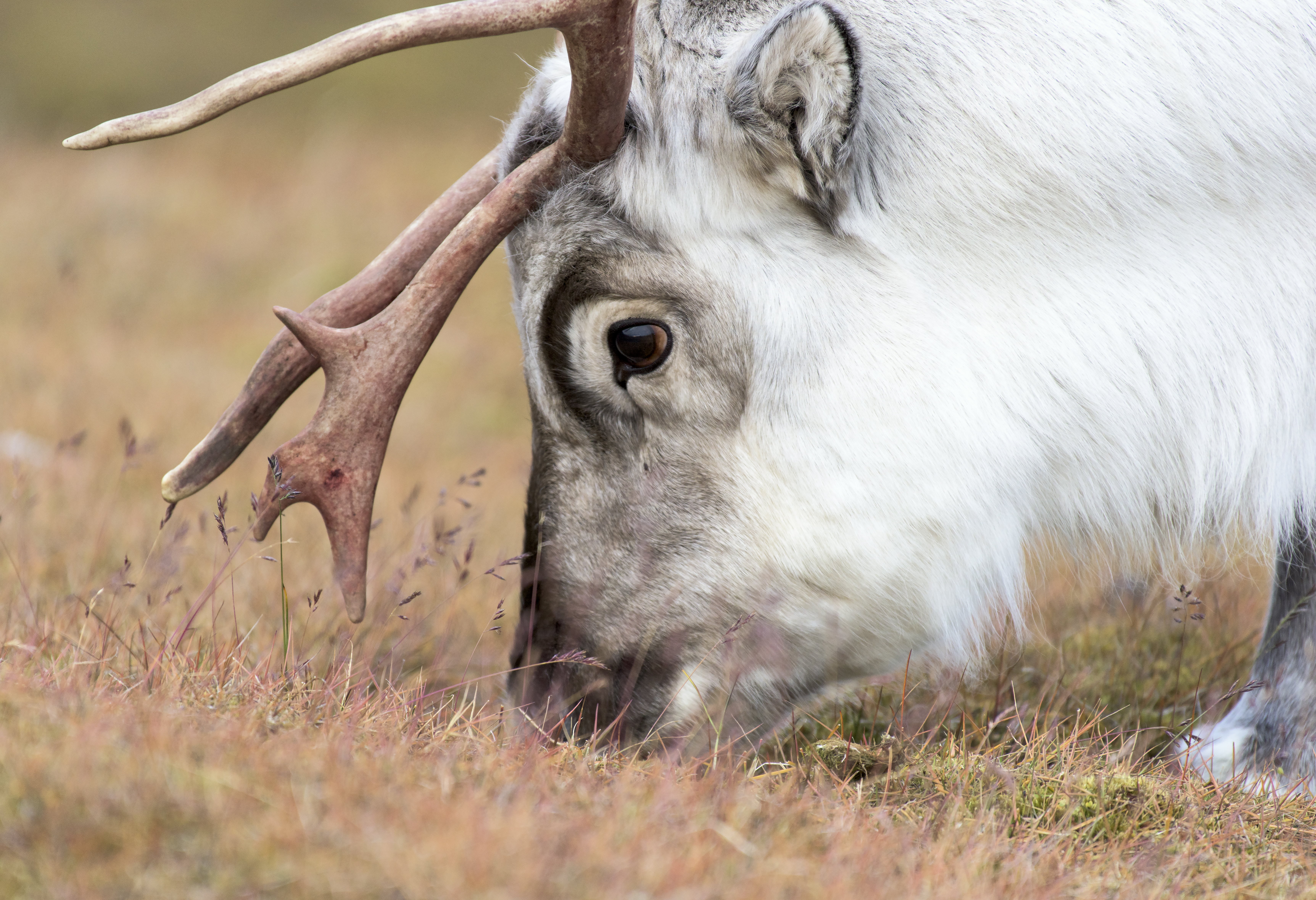 animal, mammal, Svalbard, 5K, wildlife, white, white reindeer, field, horned, reindeer, nature, grass, outdoors, HD Wallpaper