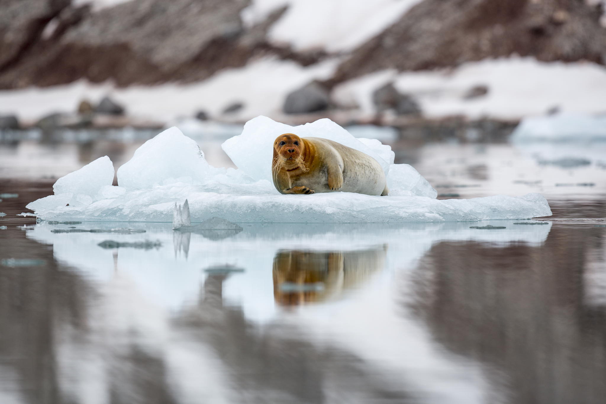 sea hare, 1080P, seal, Svalbard, floe, bearded seal, HD Wallpaper
