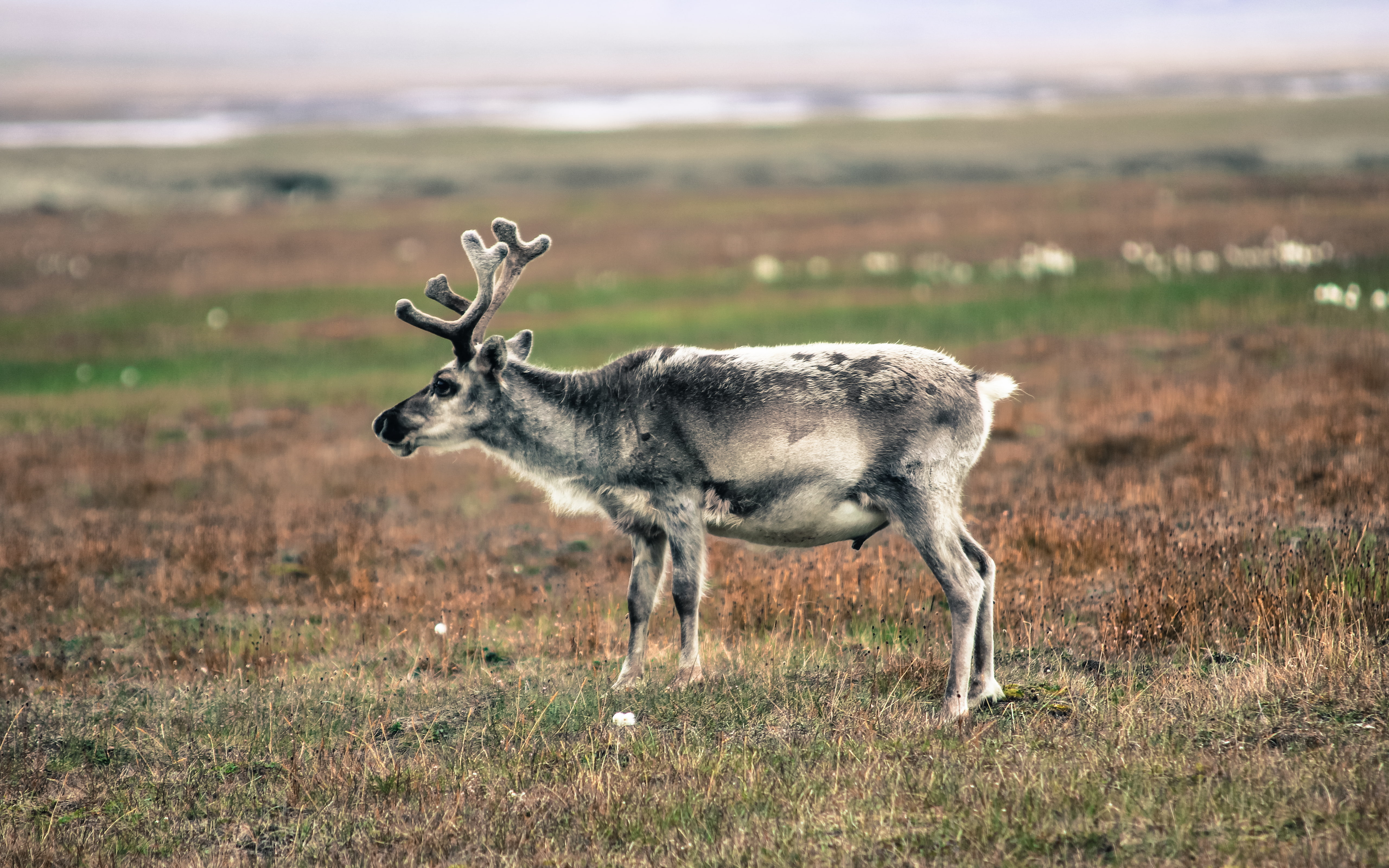 nature, reindeer, animal, field, svalbard, plant, animal themes, vertebrate, mammal, no people, one animal, herbivorous, environment, outdoors, animals, HD Wallpaper