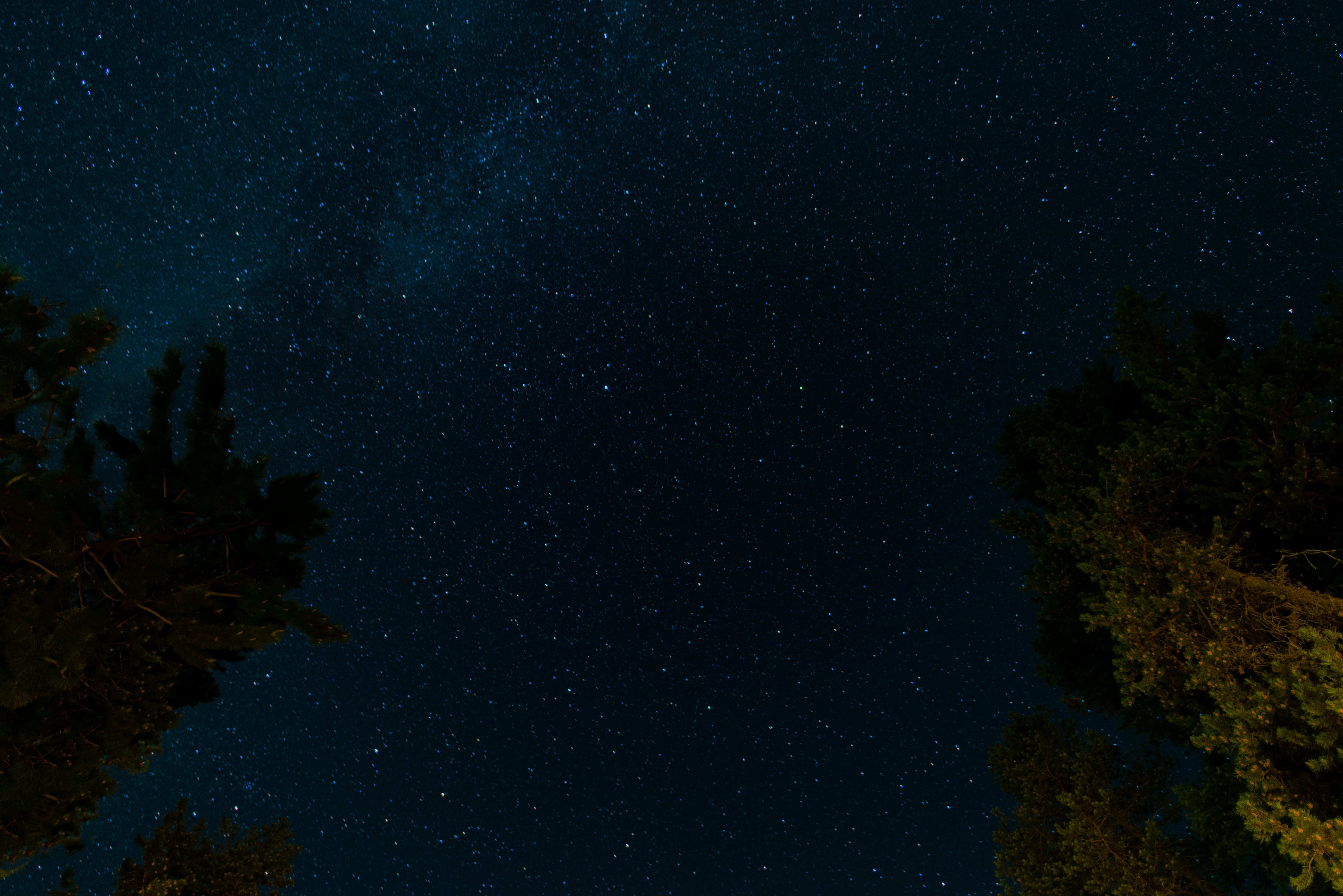 trees, nature, scenics - nature, beauty in nature, photo, outdoors, space, night sky, low, night, star, tranquility, milky way, tranquil scene, blue, plant, HD Wallpaper