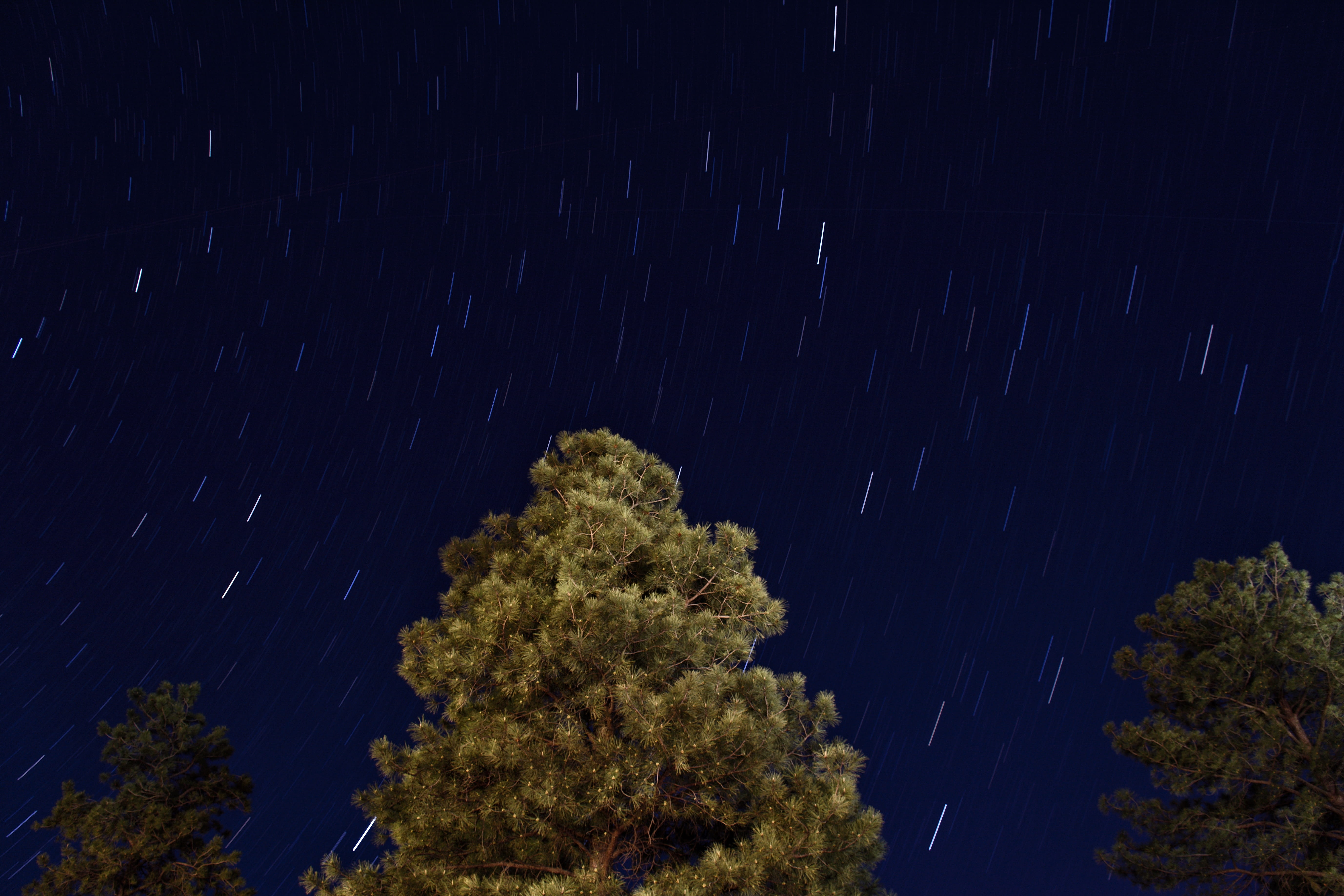 trees, outdoors, sky, starry, growth, scenics, starry sky, astronomy, scenics - nature, motion, night time, night, plant, close-up, forest, star - Space, HD Wallpaper
