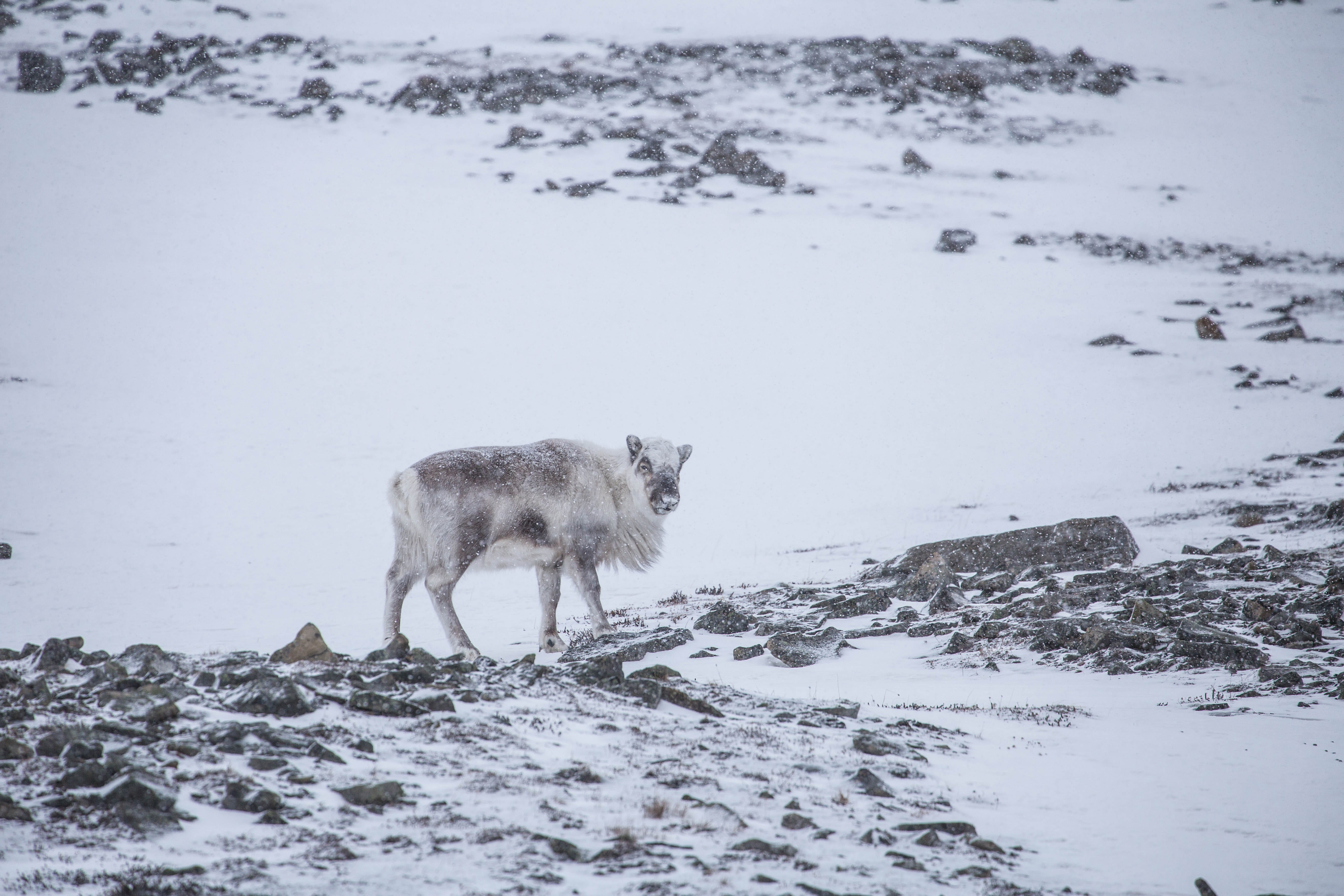 land, mountain, white, svalbard and jan mayen, animal wildlife, 5K, white color, wildlife, coyote, outdoors, snowscape, field, snow, snowcapped mountain, HD Wallpaper
