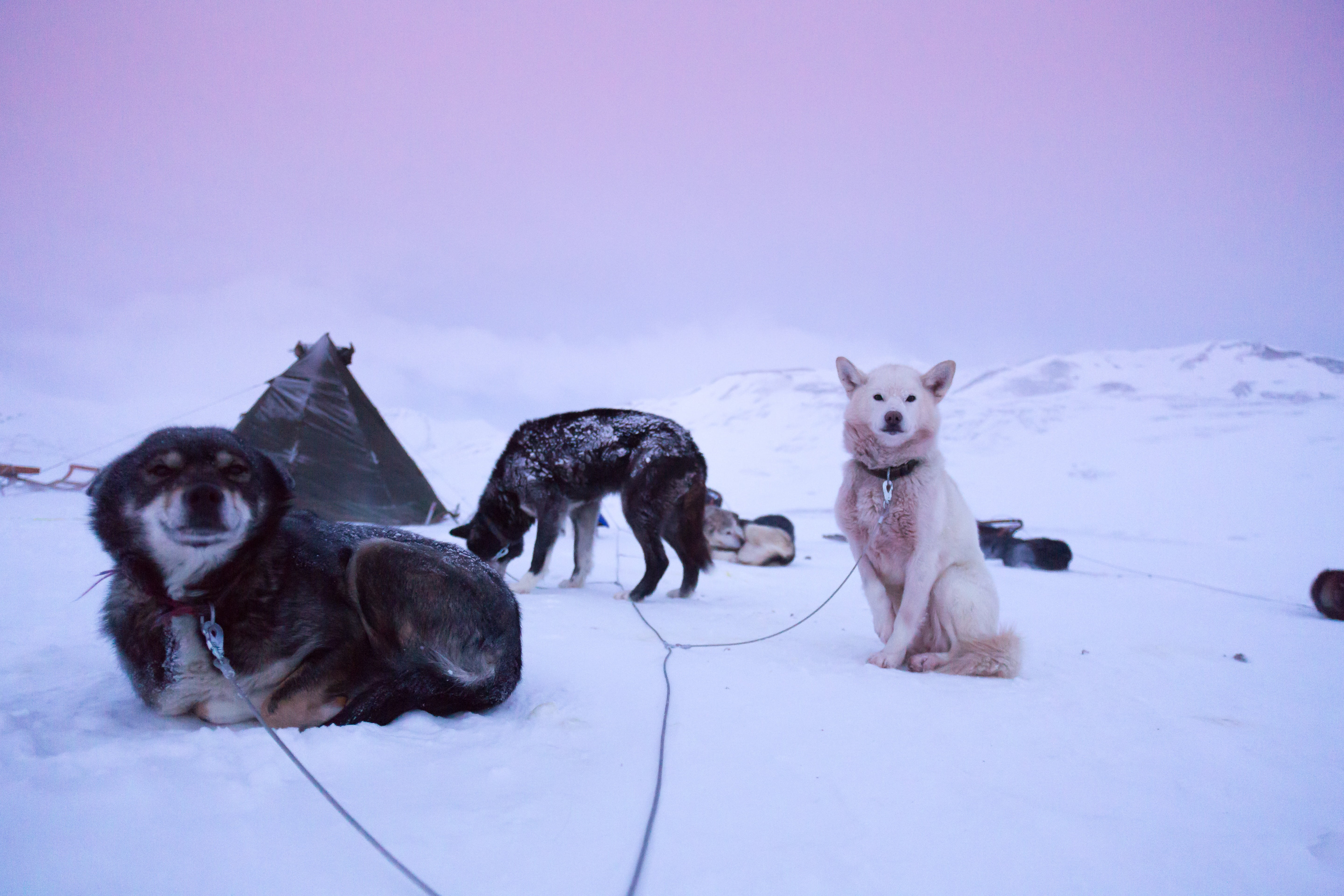animal, dunes, camping, sled dog, photography, mammal, husky, winter, polar lights, pets, white color, domestic, snowing, nature, black, svalbard, longyearbyen, HD Wallpaper