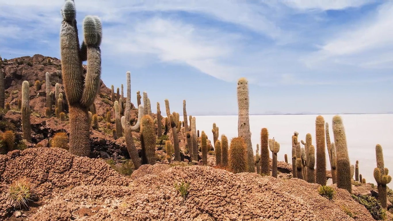 environment, saguaro cactus, land, no people, arid climate, ecosystem, architectural column, growth, 720P, travel destinations, beauty in nature, cactus, HD Wallpaper