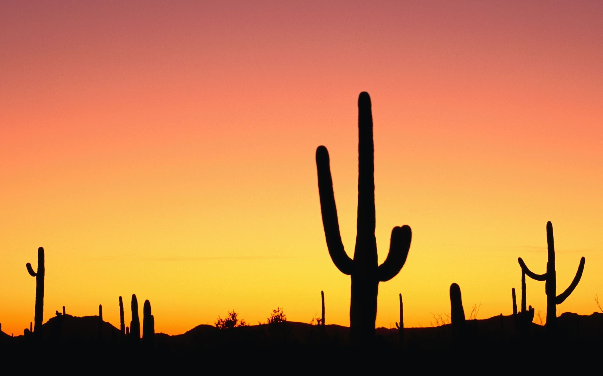 plant, succulent plant, nature, growth, scenics - nature, silhouette, tranquility, tranquil scene, orange color, desert, cool background photos nature scenes 1920x1200, HD Wallpaper