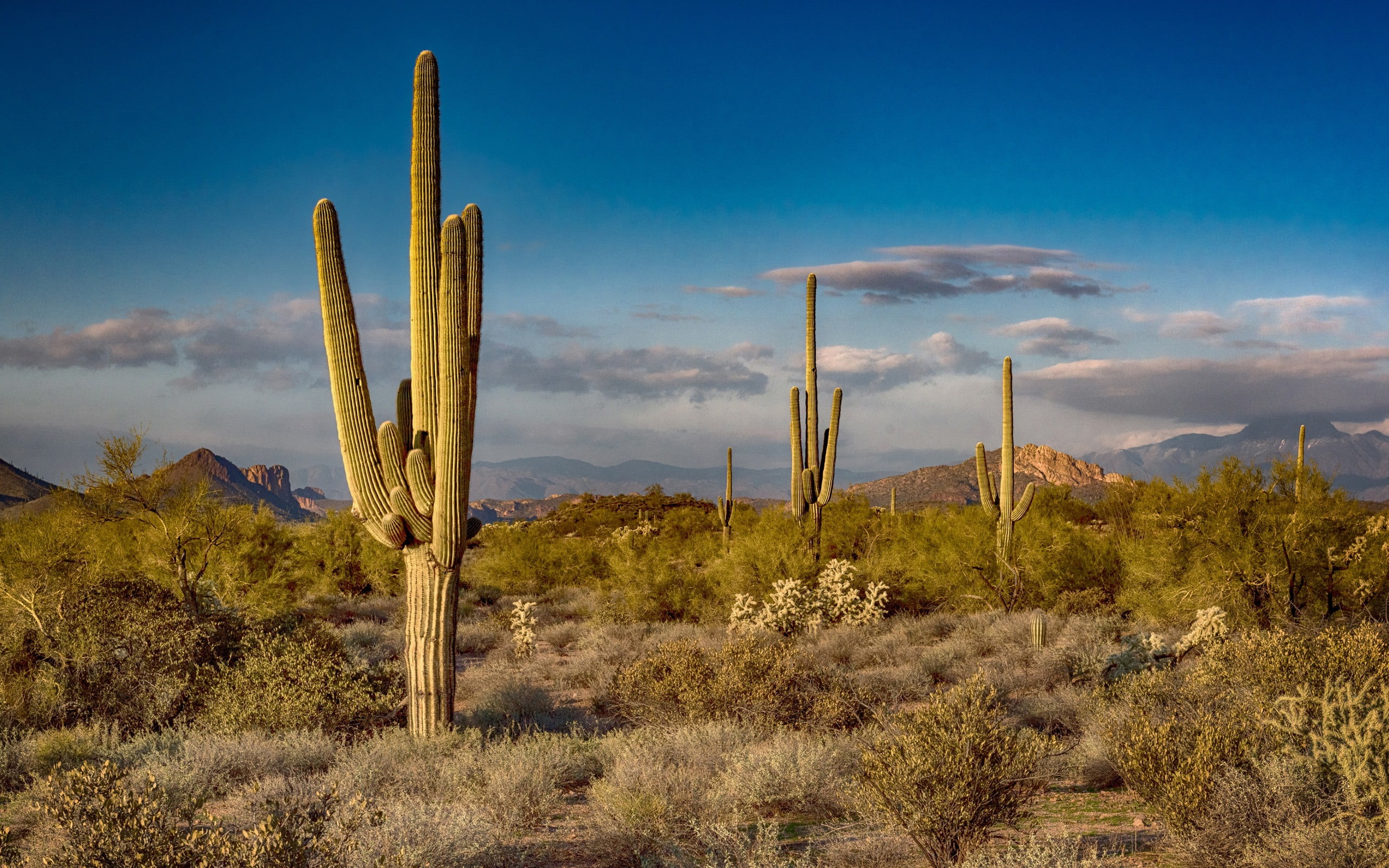 landscape, no people, non-urban scene, arid climate, cloud - sky, saguaro, sky, cactus, blue, desert, plant, outdoors, photography, tranquility, semi-arid, HD Wallpaper