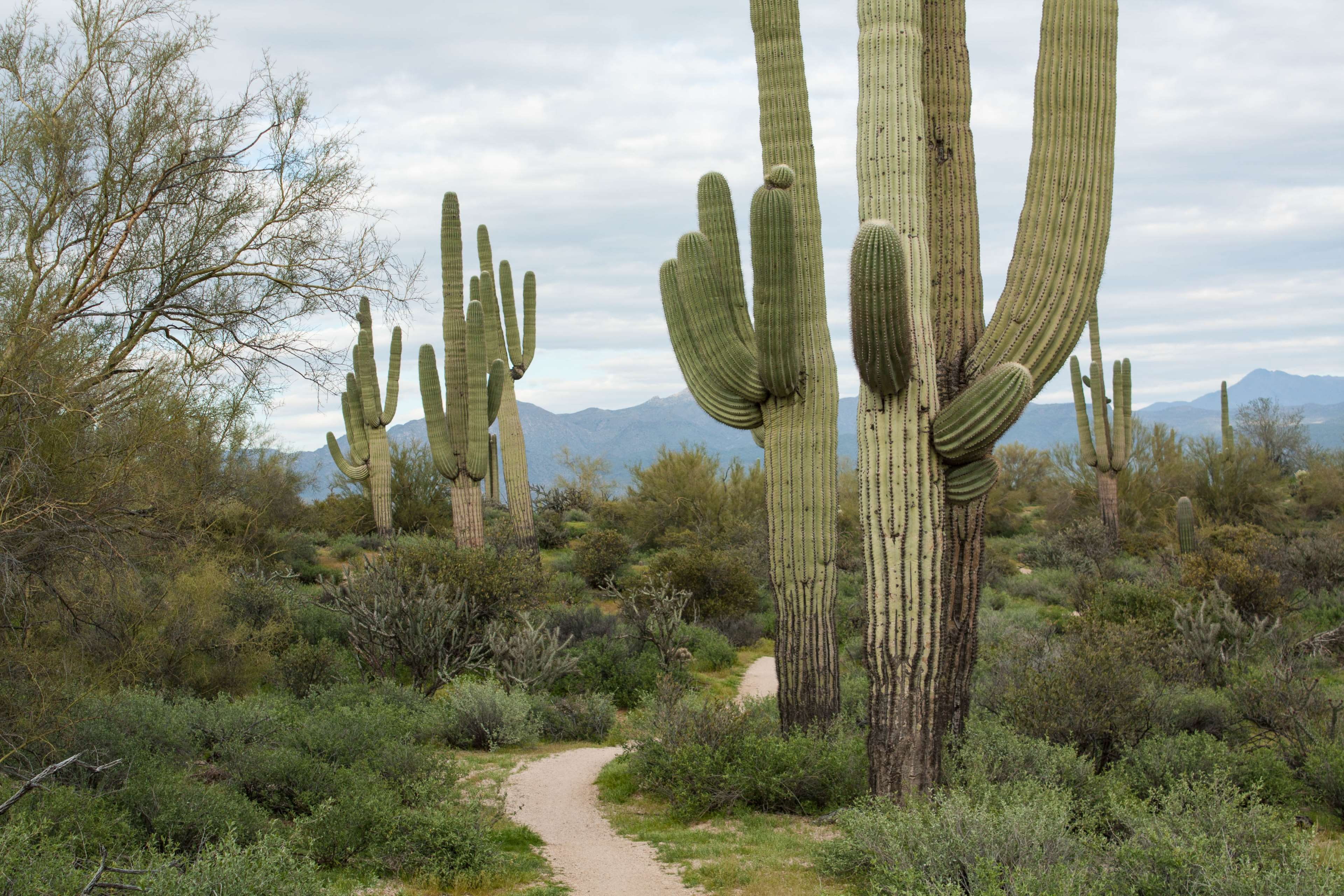 scenics - nature, nature, tranquility, saguaro cactus, non-urban scene, growth, day, no people, arid climate, succulent plant, beauty in nature, land, plant, HD Wallpaper