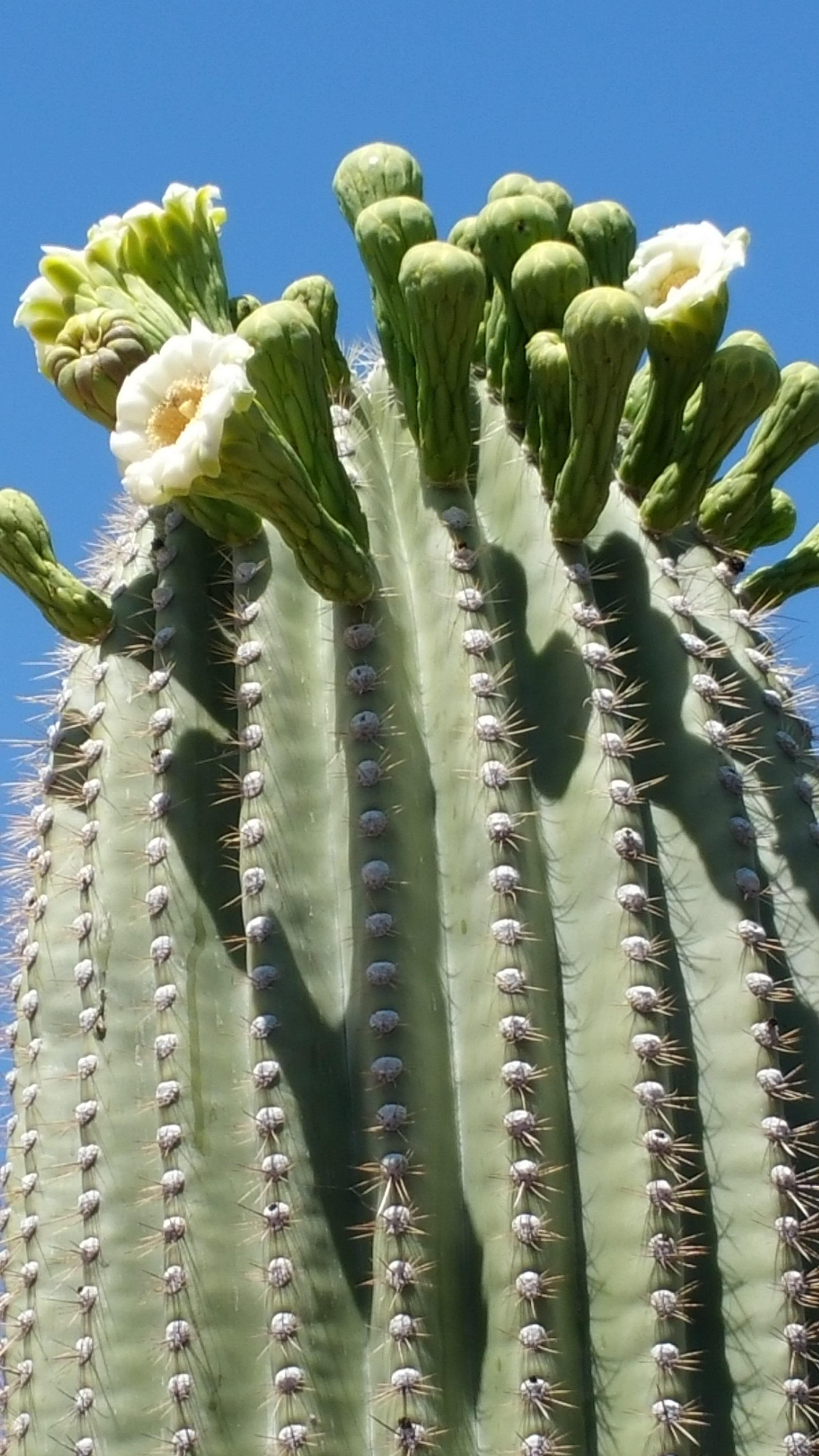 spiked, cactus flower, flower, growth, no people, Sonoran Desert, flowering plant, beauty in nature, day, Saguaro, plant, sunlight, Cactus, saguaro in bloom, Phone HD Wallpaper