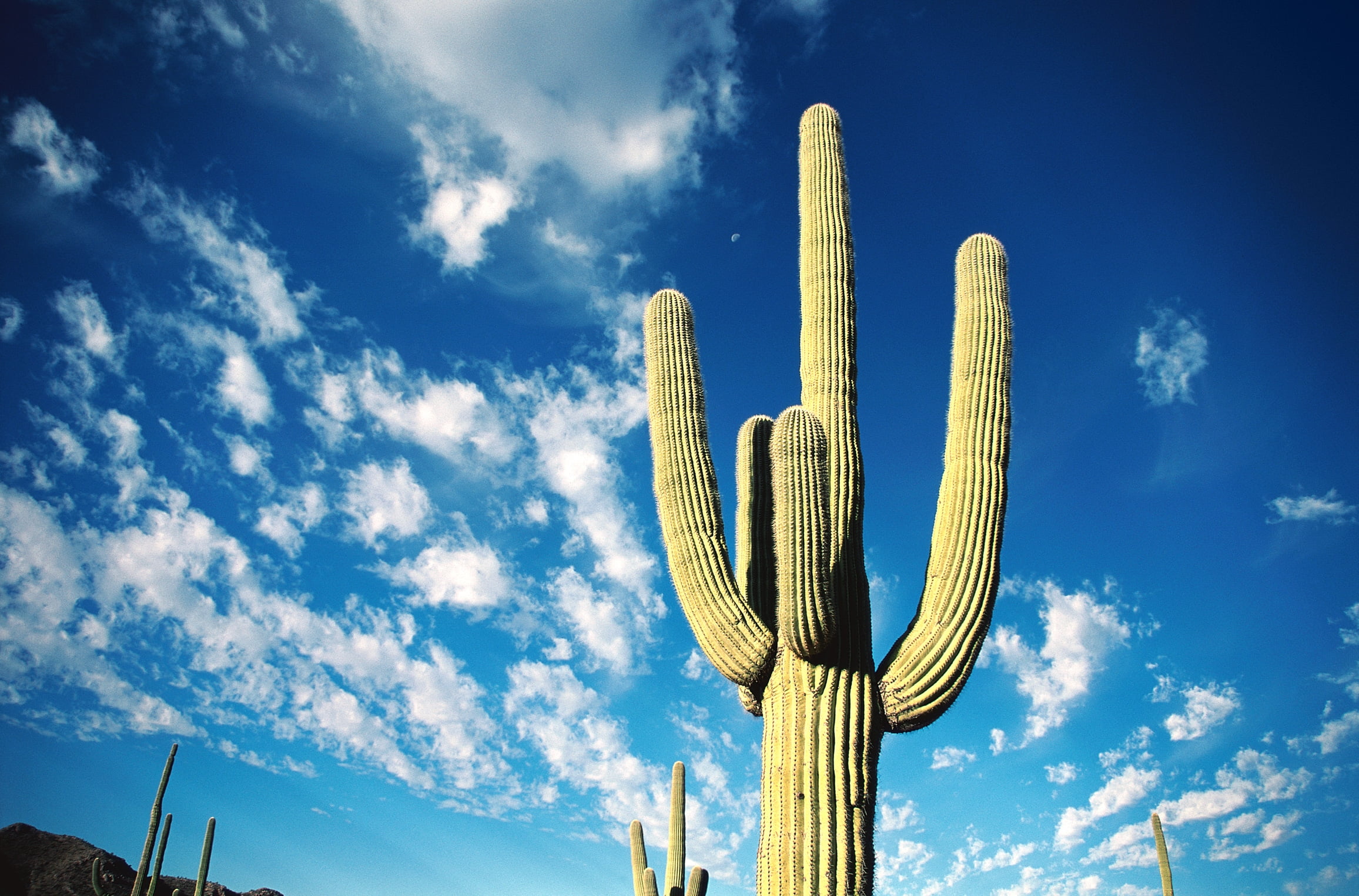 cloudscape, summer, nature, environment, sky, landscape, sunlight, cactus, blue, thorns, 1080P, cloud - Sky, low angle view, beauty in nature, scenics - nature, HD Wallpaper